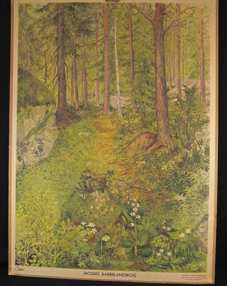 Mossig Barrblandskog; Målning av Gerd Rissler, 1954; Svenska Växtsamhällen 