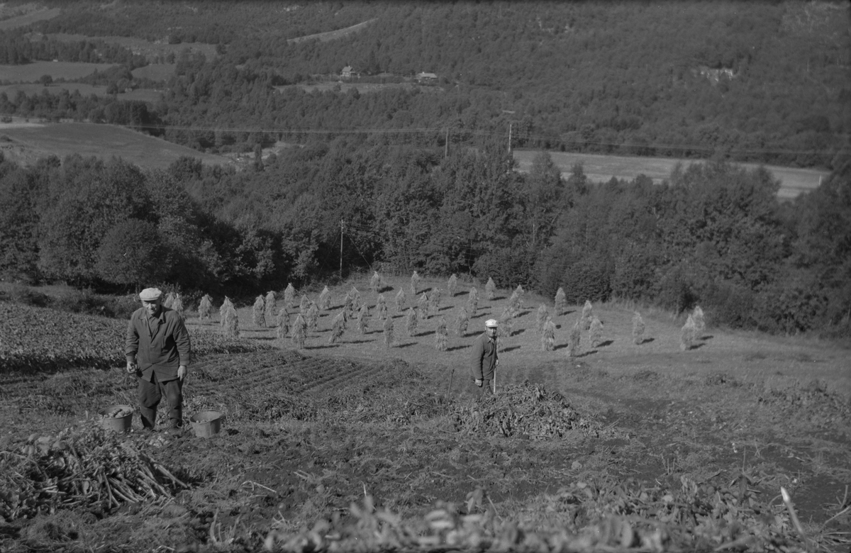 Potetopptak på Dørheim i Ølen, 1970. I bakgrunnen heng korn til tørk på staur. Frå venstre: Gustav Dørheim og sonen Toralf Dørheim.