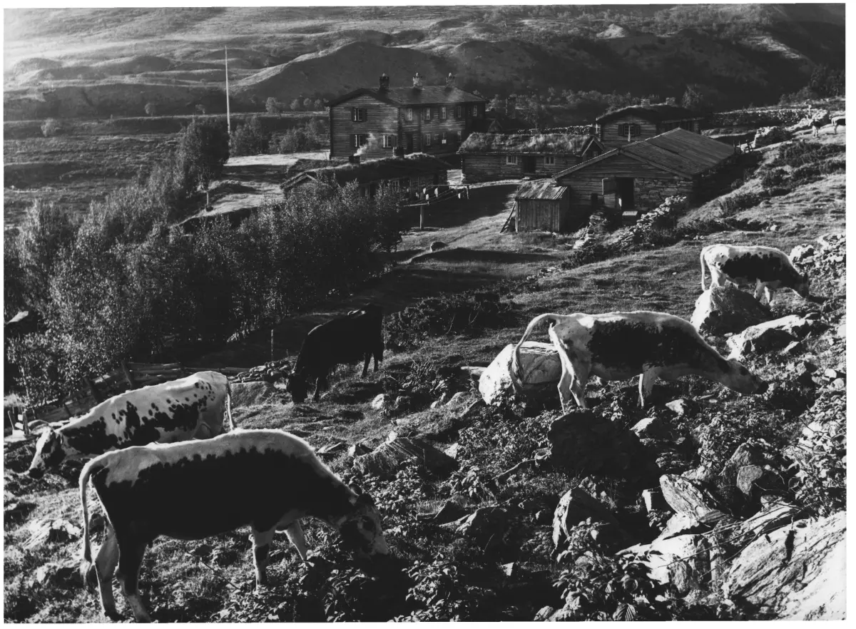 Bjørnhollia Turisthytter ved Atna i Rondane, kombinert med seterdrift ...