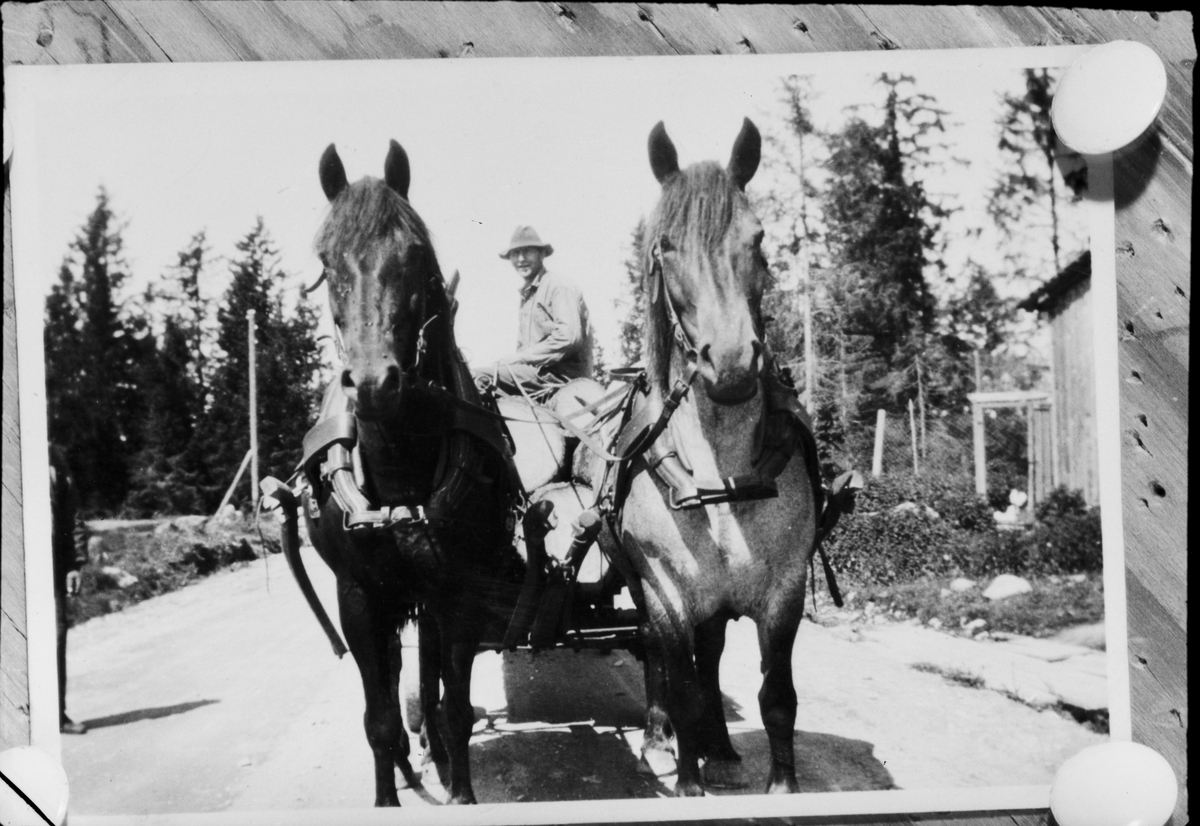 Reprofotografi - hästar och man, Östhammar, Uppland