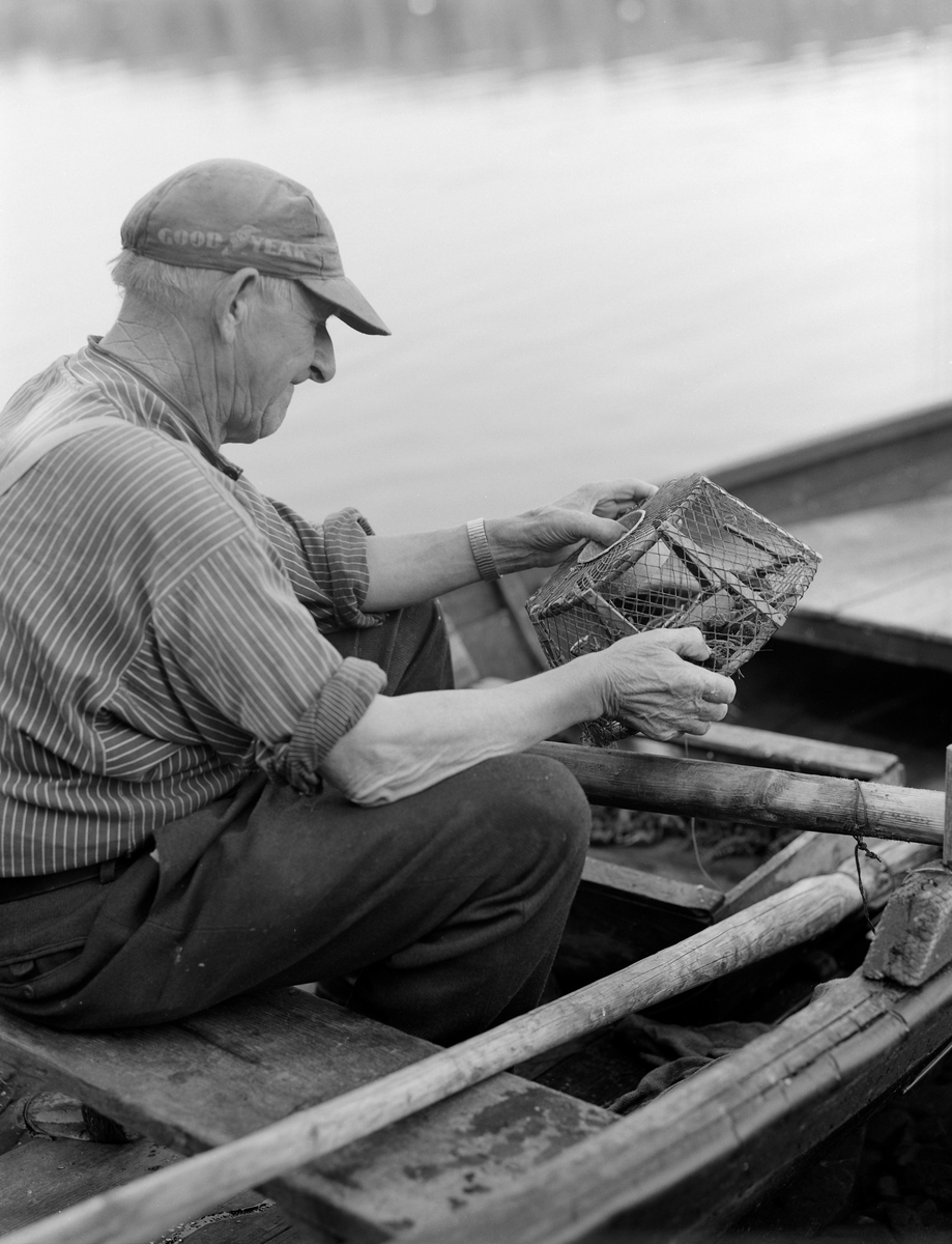 Yrkesfiskeren Paul Stensæter (1900-1982) viser fram ei krepseteine, som han holdt i hendene før han tømte den i ei trekasse som sto i botnen av båten hans. Krepsen kan holde seg godt fast med bein og klør, så man må bruke fingrene for å løsne dem. Stensæter drev næringsfiske i Steinsfjorden, en sidearm til Tyrifjorden på Ringerike i Buskerud. Han eide småbruket Bjerkeli på østsida av denne fjorden, men bruket var ikke stort nok til at Steinsæter kunne leve avlingene. Derfor drev han med fiske, både i sommer- og vintersesongen. Fangsten solgte han hovedsakelig på Hønefoss, som var nærmeste by. Krepsefisket hadde han antakelig lært av faren, Sigvart Stensæter (1878-1963). Han hadde vært blant pionerene i denne virksomheten i 1890-åra. I begynnelsen ble krepsen tatt i vanlige abborteiner, men etter hvert utviklet Karl Larsen, en sambygding av Stensæter-karene, den teinemodellen vi ser på dette fotografiet. Den hadde form som ei avkuttet kjegle og var lagd av garn som var trukket rundt et skjelett av trespiler. Sentralt oppå teina var der en åpning med sylindrisk krage av blikk. Tidligere ble krepsen fanget gjennom hele sommersesongen. Da dette fotografiet ble tatt, i 1976, var det forbudt å ta kreps før 7. august.