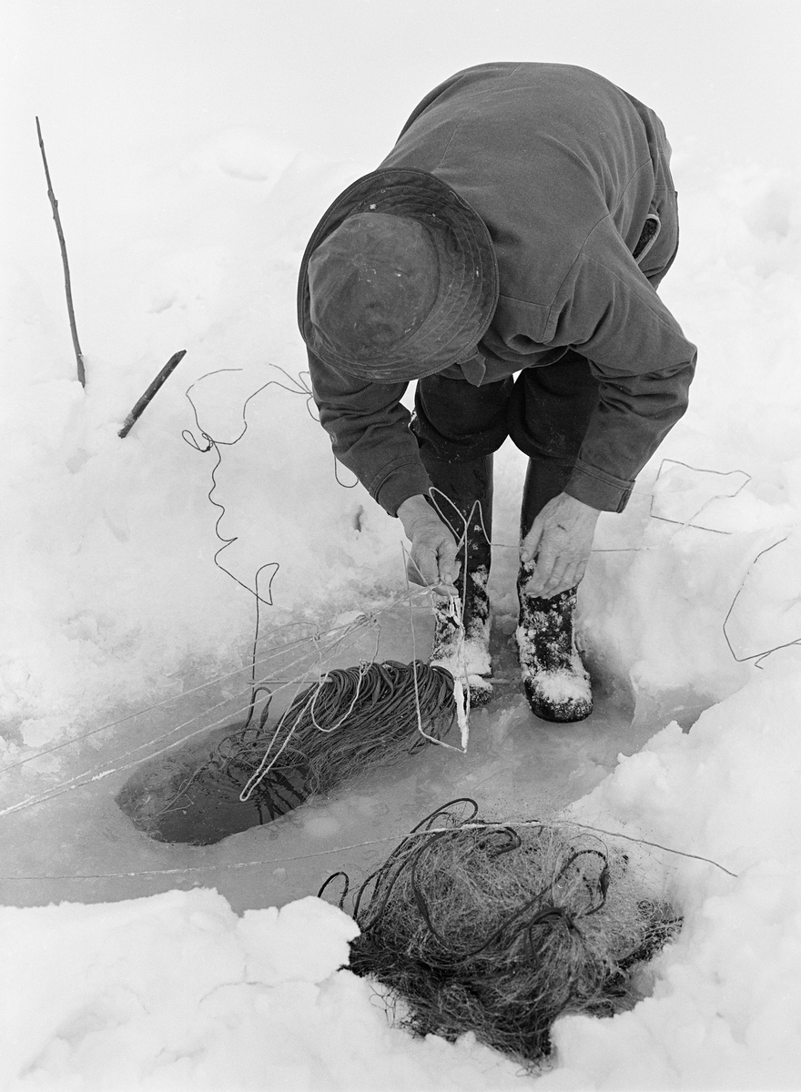 Yrkesfiskeren Paul Stensæter (1900-1982) setter garn gjennom et hull i isen på Steinsfjorden, en sidearm til Tyrifjorden på Ringerike i Buskerud. Her ser vi Stensæter stå bøyd over hullet hvor han slipper garnet forsiktig ned i vannet mens han strekker det i riktig posisjon ved å dra i ei snor fra et annet hull et stykke unna. I forgrunnen ser vi et garn Stensæter nettopp hadde trukket opp for å ta fangsten ut av. Dette fotografiet ble tatt i februar 1978.

I 1970-åra var etnologen Åsmund Eknæs fra Norsk Skogbruksmuseum flere ganger på besøk hos Paul Stensæter for å observere ham i aktivitet som fisker og intervjue ham om denne virksomheten. Eknæs oppsummerte det han fikk se og høre om garnfisket under isen på Steinsfjorden slik:

«Sikfiske med garn. Dette fisket foregikk på to steder, i åpent vann ute i Tyrifjorden og under isen i Steinsfjorden. Tyrifjorden er ofte åpen langt utover vinteren og det hender at den ikke legger seg i det hele tatt. De dro da i båt over fra Steinsfjorden og satte garn på ganske store dyp, 20-40 favner. Når det ble fisket for fullt ble det brukt 20 garn. 10 sto ute mens de øvrige var hjemme til tørking.

Garnfisket under isen i Steinsfjorden begynner så fort isen legger seg om høsten, fordi tynn og gjennomsiktig is er en fordel når garna skal settes ut første gang. Å sette ut garn under isen kaller Paul for øvrig «å høgge ut garna». Dette krever en spesiell teknikk. Er isen gjennomsiktig, foregår det på følgende måte: To hull hogges med så lang avstand som lengda på garnet. Ei rett granstang på 7-8 m stikkes ned i det ene hullet med den tynneste enden først. I den tykkeste enden er det et hull hvor det blir festet ei snor. Stanga blir nå skjøvet i full fart mot det andre hullet. En viktig detalj ved denne stanga er at den skal være nyhogget. Da ligger den dypere i vannet og skubber mindre mot isen. Stanga går ikke helt fram til det andre hullet. Der den stopper blir det hogget et mindre hull og den skyves videre ved hjelp av en kjepp med ei kløft i enden. Når snora er brakt fram på denne måten, er det en enkel sak å trekke garnet under isen. 

Men er isen ugjennomsiktig, slik at det er umulig å se stanga, må Paul gjøre det på en annen måte. Da finner han ei lang stang med god krumming på. Så hogger han hull så tett at stanga kan stikkes ned i det ene og komme opp igjen gjennom det neste.
Garnet er nå på plass under isen og står på bunnen på 5-10 favners dyp. Fra hver ende av garnet går det ei tynn snor opp til hullet i isen. Snorene går ikke opp gjennom hullet, men er festet litt ved siden. Dette er gjort for å hindre at han hogger dem av når is som har dannet seg i hullet skal fjernes.
Dagens nylongarn tåler å stå ute hele vinteren. Tidligere, da lin og bomull var mest brukt, var det nødvendig å ta garna opp og tørke dem. Av de 20-40 garn som Paul brukte, var halvparten til tørk.

Ettersynet, som gjerne foregår annenhver dag, begynner med at han får tak i snorene fra garnet ved å stikke en pinne med krok på innunder isen. I den borteste enden løsner han garnsnora og fester isteden ei lang nylonsnor til garnet. Tidligere brukte han snor av tvunnet hestetagl. Snora er så lang at den også rekker bort til der han står oppå isen. Ved trekkinga tar han ut fisken etter hvert. Når hele garnet er trukket, blir han stående på samme sted, tar tak i snora og drar garnet ut igjen samtidig som han passer på at det går ordentlig.

I sterk kulde vil det våte garnet fryse til en klump og være umulig å sette igjen. For å hindre dette hogger han ei grop i isen bak hullet og fyller denne med vann. Etter hvert som han trekker garnet putter ha det ned i gropa og det holder seg opptint til det skal settes igjen.

Når det blir mildvær og fare for at isen skal gå opp og komme i drift, må det tas spesielle forholdsregler for å hindre at garna blir dratt med isflak og forsvinner. Paul binder i slike tilfelle inn en bit snelletråd i den snora som går fra isen og ned til garnet. Kommer isen i drift, vil snelletråden ryke, og garnet blir stående igjen på samme sted. Det er da en forholdsvis enkel sak å sokne etter det.

Garnfisket ga jevne tilførsler av sik gjennom det meste av vinteren. Vintersiken i Steinsfjorden er noe mindre enn høstsiken. Det går omkring 4 på kiloen, mot 3 om høsten. Fangstene varierer fra noen få til 25-30 pr. garn. Med 10 garn ute vil han kunne få opptil 200-300 sik eller 50-70 kilo. Men da blir garnene trukket bare annenhver dag.»