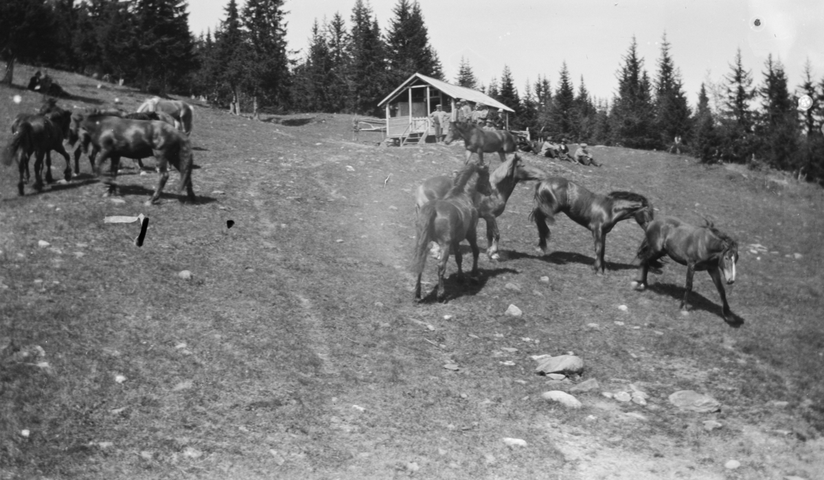 Vestre Gausdal, Skåndalen. Hester og mannfolk ved koie - Maihaugen ...