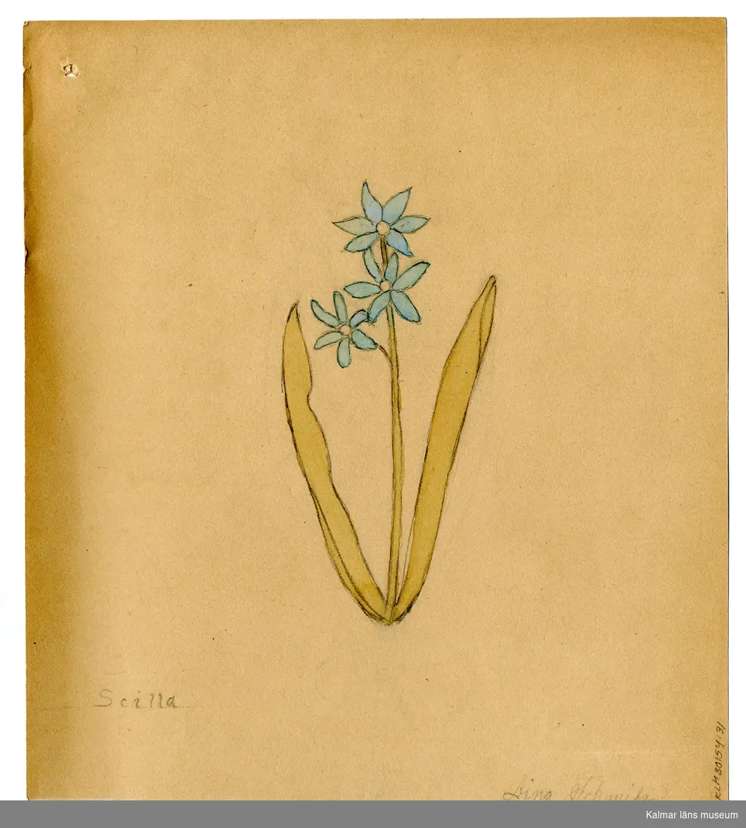 En blå blomma, Scilla.