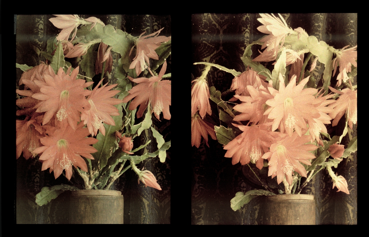 Blomstrende kaktus i vase. Tilhører Arkitekt Hans Grendahls samling av stereobilder.