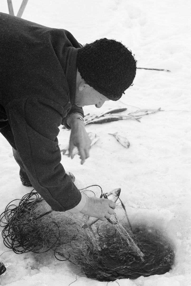 Yrkesfiskeren Paul Stensæter (1900-1982), fotografert mens han trakk et av garna han hadde satt under isen på Steinsfjorden vinteren 1973. Steinsfjorden er en sidearm til Tyrifjorden på Ringerike i Buskerud. Garnfisket vinterstid var primært et sikfiske. Da dette fotografiet ble tatt var Stensæter i ferd med å løsne en av fiskene som hadde gått i garnet hans. 

I 1973 og 1974 var Åsmund Eknæs fra Norsk Skogbruksmuseum flere ganger på besøk hos Paul Stensæter for å intervjue ham og observere ham i arbeid som fisker. Det Eknæs fikk vite om garnfisket under isen på Steinsfjorden sammenfattet han slik:

«Sikfiske med garn. Dette fisket foregikk på to steder, i åpent vann ute i Tyrifjorden og under isen i Steinsfjorden. Tyrifjorden er ofte åpen langt utover vinteren og det hender at den ikke legger seg i det hele tatt. De dro da i båt over fra Steinsfjorden og satte garn på ganske store dyp, 20-40 favner. Når det ble fisket for fullt ble det brukt 20 garn. 10 sto ute mens de øvrige var hjemme til tørking.

Garnfisket under isen i Steinsfjorden begynner så fort isen legger seg om høsten, fordi tynn og gjennomsiktig is er en fordel når garna skal settes ut første gang. Å sette ut garn under isen kaller Paul for øvrig «å høgge ut garna». Dette krever en spesiell teknikk. Er isen gjennomsiktig, foregår det på følgende måte: To hull hogges med så lang avstand som lengda på garnet. Ei rett granstang på 7-8 m stikkes ned i det ene hullet med den tynneste enden først. I den tykkeste enden er det et hull hvor det blir festet ei snor. Stanga blir nå skjøvet i full fart mot det andre hullet. En viktig detalj ved denne stanga er at den skal være nyhogget. Da ligger den dypere i vannet og skubber mindre mot isen. Stanga går ikke helt fram til det andre hullet. Der den stopper blir det hogget et mindre hull og den skyves videre ved hjelp av en kjepp med ei kløft i enden. Når snora er brakt fram på denne måten, er det en enkel sak å trekke garnet under isen. 

Men er isen ugjennomsiktig, slik at det er umulig å se stanga, må Paul gjøre det på en annen måte. Da finner han ei lang stang med god krumming på. Så hogger han hull så tett at stanga kan stikkes ned i det ene og komme opp igjen gjennom det neste.

Garnet er nå på plass under isen og står på bunnen på 5-10 favners dyp. Fra hver ende av garnet går det ei tynn snor opp til hullet i isen. Snorene går ikke opp gjennom hullet, men er festet litt ved siden. Dette er gjort for å hindre at han hogger dem av når is som har dannet seg i hullet skal fjernes.

Dagens nylongarn tåler å stå ute hele vinteren. Tidligere, da lin og bomull var mest brukt, var det nødvendig å ta garna opp og tørke dem. Av de 20-40 garn som Paul brukte, var halvparten til tørk.

Ettersynet, som gjerne foregår annenhver dag, begynner med at han får tak i snorene fra garnet ved å stikke en pinne med krok på innunder isen. I den borteste enden løsner han garnsnora og fester isteden ei lang nylonsnor til garnet. Tidligere brukte han snor av tvunnet hestetagl. Snora er så lang at den også rekker bort til der han står oppå isen. Ved trekkinga tar han ut fisken etter hvert. Når hele garnet er trukket, blir han stående på samme sted, tar tak i snora og drar garnet ut igjen samtidig som han passer på at det går ordentlig.

I sterk kulde vil det våte garnet fryse til en klump og være umulig å sette igjen. For å hindre dette hogger han ei grop i isen bak hullet og fyller denne med vann. Etter hvert som han trekker garnet putter ha det ned i gropa og det holder seg opptint til det skal settes igjen.

Når det blir mildvær og fare for at isen skal gå opp og komme i drift, må det tas spesielle forholdsregler for å hindre at garna blir dratt med isflak og forsvinner. Paul binder i slike tilfelle inn en bit snelletråd i den snora som går fra isen og ned til garnet. Kommer isen i drift, vil snelletråden ryke, og garnet blir stående igjen på samme sted. Det er da en forholdsvis enkel sak å sokne etter det.

Garnfisket ga jevne tilførsler av sik gjennom det meste av vinteren. Vintersiken i Steinsfjorden er noe mindre enn høstsiken. Det går omkring 4 på kiloen, mot 3 om høsten. Fangstene varierer fra noen få til 25-30 pr. garn. Med 10 garn ute vil han kunne få opptil 200-300 sik eller 50-70 kilo. Men da blir garnene trukket bare annenhver dag.»