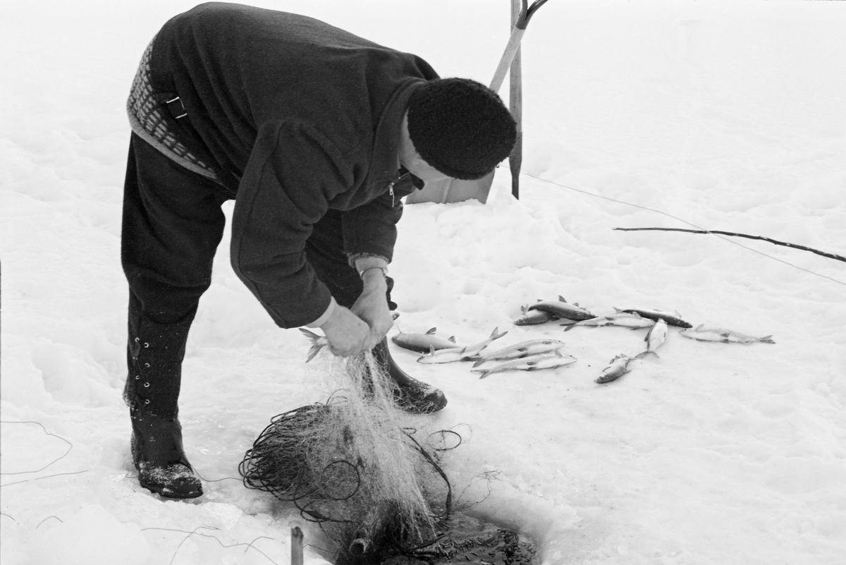 Yrkesfiskeren Paul Stensæter (1900-1982), fotografert mens han trakk et av garna han hadde satt under isen på Steinsfjorden vinteren 1973. Steinsfjorden er en sidearm til Tyrifjorden på Ringerike i Buskerud. Garnfisket vinterstid var primært et sikfiske. Da dette fotografiet ble tatt var Stensæter i ferd med å løsne en av fiskene som hadde gått i garnet hans. På den snødekte isen ved sida av lå en del sik som hadde lidd samme skjebne. Bakenfor sto en spade og en isbil plantet i snøen. Dette var redskaper fiskeren brukte til å åpne de hullene i isen garna ble trukket fra når det hadde vært frost og kanskje snøvær siden forrige gang garna ble trukket, to døgn tidligere.

I 1973 og 1974 var Åsmund Eknæs fra Norsk Skogbruksmuseum flere ganger på besøk hos Paul Stensæter for å intervjue ham og observere ham i arbeid som fisker. Det Eknæs fikk vite om garnfisket under isen på Steinsfjorden sammenfattet han slik:

«Sikfiske med garn. Dette fisket foregikk på to steder, i åpent vann ute i Tyrifjorden og under isen i Steinsfjorden. Tyrifjorden er ofte åpen langt utover vinteren og det hender at den ikke legger seg i det hele tatt. De dro da i båt over fra Steinsfjorden og satte garn på ganske store dyp, 20-40 favner. Når det ble fisket for fullt ble det brukt 20 garn. 10 sto ute mens de øvrige var hjemme til tørking.

Garnfisket under isen i Steinsfjorden begynner så fort isen legger seg om høsten, fordi tynn og gjennomsiktig is er en fordel når garna skal settes ut første gang. Å sette ut garn under isen kaller Paul for øvrig «å høgge ut garna». Dette krever en spesiell teknikk. Er isen gjennomsiktig, foregår det på følgende måte: To hull hogges med så lang avstand som lengda på garnet. Ei rett granstang på 7-8 m stikkes ned i det ene hullet med den tynneste enden først. I den tykkeste enden er det et hull hvor det blir festet ei snor. Stanga blir nå skjøvet i full fart mot det andre hullet. En viktig detalj ved denne stanga er at den skal være nyhogget. Da ligger den dypere i vannet og skubber mindre mot isen. Stanga går ikke helt fram til det andre hullet. Der den stopper blir det hogget et mindre hull og den skyves videre ved hjelp av en kjepp med ei kløft i enden. Når snora er brakt fram på denne måten, er det en enkel sak å trekke garnet under isen. 

Men er isen ugjennomsiktig, slik at det er umulig å se stanga, må Paul gjøre det på en annen måte. Da finner han ei lang stang med god krumming på. Så hogger han hull så tett at stanga kan stikkes ned i det ene og komme opp igjen gjennom det neste.

Garnet er nå på plass under isen og står på bunnen på 5-10 favners dyp. Fra hver ende av garnet går det ei tynn snor opp til hullet i isen. Snorene går ikke opp gjennom hullet, men er festet litt ved siden. Dette er gjort for å hindre at han hogger dem av når is som har dannet seg i hullet skal fjernes.

Dagens nylongarn tåler å stå ute hele vinteren. Tidligere, da lin og bomull var mest brukt, var det nødvendig å ta garna opp og tørke dem. Av de 20-40 garn som Paul brukte, var halvparten til tørk.

Ettersynet, som gjerne foregår annenhver dag, begynner med at han får tak i snorene fra garnet ved å stikke en pinne med krok på innunder isen. I den borteste enden løsner han garnsnora og fester isteden ei lang nylonsnor til garnet. Tidligere brukte han snor av tvunnet hestetagl. Snora er så lang at den også rekker bort til der han står oppå isen. Ved trekkinga tar han ut fisken etter hvert. Når hele garnet er trukket, blir han stående på samme sted, tar tak i snora og drar garnet ut igjen samtidig som han passer på at det går ordentlig.

I sterk kulde vil det våte garnet fryse til en klump og være umulig å sette igjen. For å hindre dette hogger han ei grop i isen bak hullet og fyller denne med vann. Etter hvert som han trekker garnet putter ha det ned i gropa og det holder seg opptint til det skal settes igjen.

Når det blir mildvær og fare for at isen skal gå opp og komme i drift, må det tas spesielle forholdsregler for å hindre at garna blir dratt med isflak og forsvinner. Paul binder i slike tilfelle inn en bit snelletråd i den snora som går fra isen og ned til garnet. Kommer isen i drift, vil snelletråden ryke, og garnet blir stående igjen på samme sted. Det er da en forholdsvis enkel sak å sokne etter det.

Garnfisket ga jevne tilførsler av sik gjennom det meste av vinteren. Vintersiken i Steinsfjorden er noe mindre enn høstsiken. Det går omkring 4 på kiloen, mot 3 om høsten. Fangstene varierer fra noen få til 25-30 pr. garn. Med 10 garn ute vil han kunne få opptil 200-300 sik eller 50-70 kilo. Men da blir garnene trukket bare annenhver dag.»