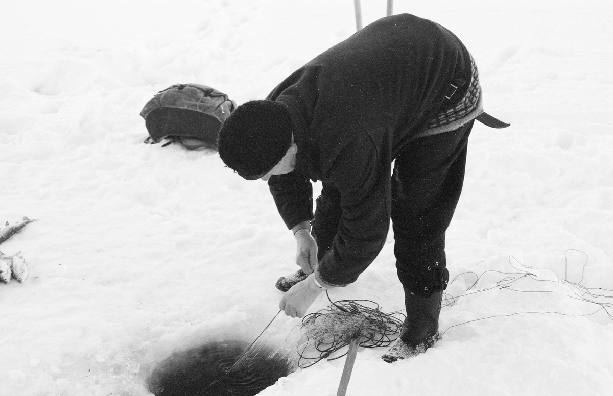 Yrkesfiskeren Paul Stensæter (1900-1982), fotografert mens han sto bøyd over et hull i isen og trakk et av garna han hadde satt under isen på Steinsfjorden vinteren 1973. Steinsfjorden er en sidearm til Tyrifjorden på Ringerike i Buskerud. Garnfisket vinterstid var primært et sikfiske. 

I 1970-åra var etnologen Åsmund Eknæs fra Norsk Skogbruksmuseum flere ganger på besøk hos Paul Stensæter for å observere ham i aktivitet som fisker og intervjue ham om denne virksomheten. Eknæs oppsummerte det han fikk se og høre om garnfisket under isen på Steinsfjorden slik:

«Sikfiske med garn. Dette fisket foregikk på to steder, i åpent vann ute i Tyrifjorden og under isen i Steinsfjorden. Tyrifjorden er ofte åpen langt utover vinteren og det hender at den ikke legger seg i det hele tatt. De dro da i båt over fra Steinsfjorden og satte garn på ganske store dyp, 20-40 favner. Når det ble fisket for fullt ble det brukt 20 garn. 10 sto ute mens de øvrige var hjemme til tørking.

Garnfisket under isen i Steinsfjorden begynner så fort isen legger seg om høsten, fordi tynn og gjennomsiktig is er en fordel når garna skal settes ut første gang. Å sette ut garn under isen kaller Paul for øvrig «å høgge ut garna». Dette krever en spesiell teknikk. Er isen gjennomsiktig, foregår det på følgende måte: To hull hogges med så lang avstand som lengda på garnet. Ei rett granstang på 7-8 m stikkes ned i det ene hullet med den tynneste enden først. I den tykkeste enden er det et hull hvor det blir festet ei snor. Stanga blir nå skjøvet i full fart mot det andre hullet. En viktig detalj ved denne stanga er at den skal være nyhogget. Da ligger den dypere i vannet og skubber mindre mot isen. Stanga går ikke helt fram til det andre hullet. Der den stopper blir det hogget et mindre hull og den skyves videre ved hjelp av en kjepp med ei kløft i enden. Når snora er brakt fram på denne måten, er det en enkel sak å trekke garnet under isen. 

Men er isen ugjennomsiktig, slik at det er umulig å se stanga, må Paul gjøre det på en annen måte. Da finner han ei lang stang med god krumming på. Så hogger han hull så tett at stanga kan stikkes ned i det ene og komme opp igjen gjennom det neste.

Garnet er nå på plass under isen og står på bunnen på 5-10 favners dyp. Fra hver ende av garnet går det ei tynn snor opp til hullet i isen. Snorene går ikke opp gjennom hullet, men er festet litt ved siden. Dette er gjort for å hindre at han hogger dem av når is som har dannet seg i hullet skal fjernes.

Dagens nylongarn tåler å stå ute hele vinteren. Tidligere, da lin og bomull var mest brukt, var det nødvendig å ta garna opp og tørke dem. Av de 20-40 garn som Paul brukte, var halvparten til tørk.

Ettersynet, som gjerne foregår annenhver dag, begynner med at han får tak i snorene fra garnet ved å stikke en pinne med krok på innunder isen. I den borteste enden løsner han garnsnora og fester isteden ei lang nylonsnor til garnet. Tidligere brukte han snor av tvunnet hestetagl. Snora er så lang at den også rekker bort til der han står oppå isen. Ved trekkinga tar han ut fisken etter hvert. Når hele garnet er trukket, blir han stående på samme sted, tar tak i snora og drar garnet ut igjen samtidig som han passer på at det går ordentlig.

I sterk kulde vil det våte garnet fryse til en klump og være umulig å sette igjen. For å hindre dette hogger han ei grop i isen bak hullet og fyller denne med vann. Etter hvert som han trekker garnet putter ha det ned i gropa og det holder seg opptint til det skal settes igjen.

Når det blir mildvær og fare for at isen skal gå opp og komme i drift, må det tas spesielle forholdsregler for å hindre at garna blir dratt med isflak og forsvinner. Paul binder i slike tilfelle inn en bit snelletråd i den snora som går fra isen og ned til garnet. Kommer isen i drift, vil snelletråden ryke, og garnet blir stående igjen på samme sted. Det er da en forholdsvis enkel sak å sokne etter det.

Garnfisket ga jevne tilførsler av sik gjennom det meste av vinteren. Vintersiken i Steinsfjorden er noe mindre enn høstsiken. Det går omkring 4 på kiloen, mot 3 om høsten. Fangstene varierer fra noen få til 25-30 pr. garn. Med 10 garn ute vil han kunne få opptil 200-300 sik eller 50-70 kilo. Men da blir garnene trukket bare annenhver dag.»