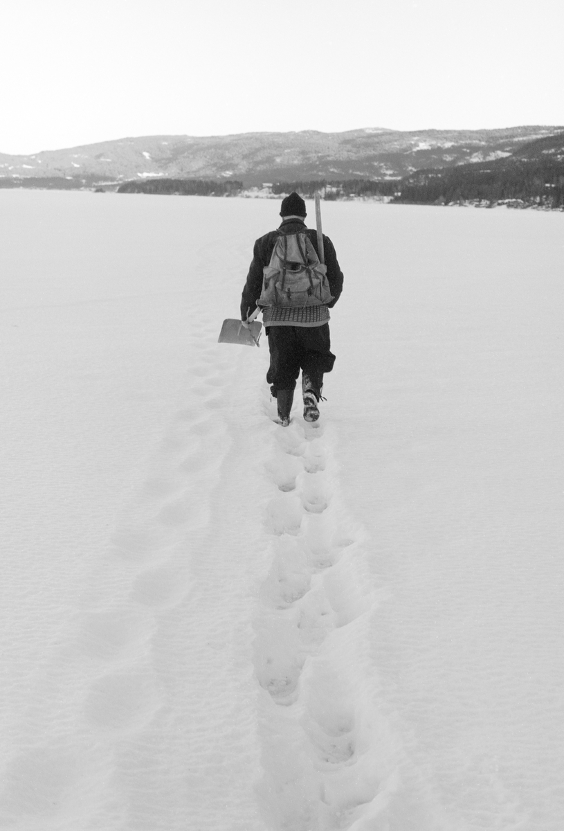 Yrkesfiskeren Paul Stensæter (1900-1982), fotografert mens han gikk utover isen på Steinsfjorden, en sidearm til Tyrifjorden på Ringerike (Hole kommune), for å fiske med garn. Fiskeren er fotografert bakfra. Stensæter gikk på en rettlinjet sti han hadde tråkket opp ut til de hullene i isen der han hadde garn stående i en lengre periode. Han hadde ryggsekk til fangsten på ryggen. I hendene bar han spade og isbil. Disse redskapene trengte Stensæter når han skulle fjerne snø og is fra de hullene han trakk garna fra.

I 1970-åra var etnologen Åsmund Eknæs fra Norsk Skogbruksmuseum flere ganger på besøk hos Paul Stensæter for å observere ham i aktivitet som fisker og intervjue ham om denne virksomheten. Eknæs oppsummerte det han fikk se og høre om garnfisket under isen på Steinsfjorden slik:

«Sikfiske med garn. Dette fisket foregikk på to steder, i åpent vann ute i Tyrifjorden og under isen i Steinsfjorden. Tyrifjorden er ofte åpen langt utover vinteren og det hender at den ikke legger seg i det hele tatt. De dro da i båt over fra Steinsfjorden og satte garn på ganske store dyp, 20-40 favner. Når det ble fisket for fullt ble det brukt 20 garn. 10 sto ute mens de øvrige var hjemme til tørking.

Garnfisket under isen i Steinsfjorden begynner så fort isen legger seg om høsten, fordi tynn og gjennomsiktig is er en fordel når garna skal settes ut første gang. Å sette ut garn under isen kaller Paul for øvrig «å høgge ut garna». Dette krever en spesiell teknikk. Er isen gjennomsiktig, foregår det på følgende måte: To hull hogges med så lang avstand som lengda på garnet. Ei rett granstang på 7-8 m stikkes ned i det ene hullet med den tynneste enden først. I den tykkeste enden er det et hull hvor det blir festet ei snor. Stanga blir nå skjøvet i full fart mot det andre hullet. En viktig detalj ved denne stanga er at den skal være nyhogget. Da ligger den dypere i vannet og skubber mindre mot isen. Stanga går ikke helt fram til det andre hullet. Der den stopper blir det hogget et mindre hull og den skyves videre ved hjelp av en kjepp med ei kløft i enden. Når snora er brakt fram på denne måten, er det en enkel sak å trekke garnet under isen. 

Men er isen ugjennomsiktig, slik at det er umulig å se stanga, må Paul gjøre det på en annen måte. Da finner han ei lang stang med god krumming på. Så hogger han hull så tett at stanga kan stikkes ned i det ene og komme opp igjen gjennom det neste.

Garnet er nå på plass under isen og står på bunnen på 5-10 favners dyp. Fra hver ende av garnet går det ei tynn snor opp til hullet i isen. Snorene går ikke opp gjennom hullet, men er festet litt ved siden. Dette er gjort for å hindre at han hogger dem av når is som har dannet seg i hullet skal fjernes.

Dagens nylongarn tåler å stå ute hele vinteren. Tidligere, da lin og bomull var mest brukt, var det nødvendig å ta garna opp og tørke dem. Av de 20-40 garn som Paul brukte, var halvparten til tørk.

Ettersynet, som gjerne foregår annenhver dag, begynner med at han får tak i snorene fra garnet ved å stikke en pinne med krok på innunder isen. I den borteste enden løsner han garnsnora og fester isteden ei lang nylonsnor til garnet. Tidligere brukte han snor av tvunnet hestetagl. Snora er så lang at den også rekker bort til der han står oppå isen. Ved trekkinga tar han ut fisken etter hvert. Når hele garnet er trukket, blir han stående på samme sted, tar tak i snora og drar garnet ut igjen samtidig som han passer på at det går ordentlig.

I sterk kulde vil det våte garnet fryse til en klump og være umulig å sette igjen. For å hindre dette hogger han ei grop i isen bak hullet og fyller denne med vann. Etter hvert som han trekker garnet putter ha det ned i gropa og det holder seg opptint til det skal settes igjen.

Når det blir mildvær og fare for at isen skal gå opp og komme i drift, må det tas spesielle forholdsregler for å hindre at garna blir dratt med isflak og forsvinner. Paul binder i slike tilfelle inn en bit snelletråd i den snora som går fra isen og ned til garnet. Kommer isen i drift, vil snelletråden ryke, og garnet blir stående igjen på samme sted. Det er da en forholdsvis enkel sak å sokne etter det.

Garnfisket ga jevne tilførsler av sik gjennom det meste av vinteren. Vintersiken i Steinsfjorden er noe mindre enn høstsiken. Det går omkring 4 på kiloen, mot 3 om høsten. Fangstene varierer fra noen få til 25-30 pr. garn. Med 10 garn ute vil han kunne få opptil 200-300 sik eller 50-70 kilo. Men da blir garnene trukket bare annenhver dag.»