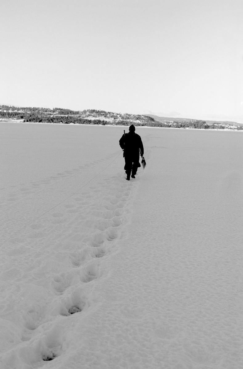 Yrkesfiskeren Paul Stensæter (1900-1982), fotografert mens han gikk utover isen på Steinsfjorden, en sidearm til Tyrifjorden på Ringerike (Hole kommune), for å fiske med garn. Fiskeren er fotografert bakfra. Stensæter gikk på en rettlinjet sti han hadde tråkket opp ut til de hullene i isen der han hadde garn stående i en lengre periode. Han hadde ryggsekk til fangsten på ryggen. I hendene bar han spade og isbil. Disse redskapene trengte Stensæter når han skulle fjerne snø og is fra de hullene han trakk garna fra.

I 1970-åra var etnologen Åsmund Eknæs fra Norsk Skogbruksmuseum flere ganger på besøk hos Paul Stensæter for å observere ham i aktivitet som fisker og intervjue ham om denne virksomheten. Eknæs oppsummerte det han fikk se og høre om garnfisket under isen på Steinsfjorden slik:

«Sikfiske med garn. Dette fisket foregikk på to steder, i åpent vann ute i Tyrifjorden og under isen i Steinsfjorden. Tyrifjorden er ofte åpen langt utover vinteren og det hender at den ikke legger seg i det hele tatt. De dro da i båt over fra Steinsfjorden og satte garn på ganske store dyp, 20-40 favner. Når det ble fisket for fullt ble det brukt 20 garn. 10 sto ute mens de øvrige var hjemme til tørking.

Garnfisket under isen i Steinsfjorden begynner så fort isen legger seg om høsten, fordi tynn og gjennomsiktig is er en fordel når garna skal settes ut første gang. Å sette ut garn under isen kaller Paul for øvrig «å høgge ut garna». Dette krever en spesiell teknikk. Er isen gjennomsiktig, foregår det på følgende måte: To hull hogges med så lang avstand som lengda på garnet. Ei rett granstang på 7-8 m stikkes ned i det ene hullet med den tynneste enden først. I den tykkeste enden er det et hull hvor det blir festet ei snor. Stanga blir nå skjøvet i full fart mot det andre hullet. En viktig detalj ved denne stanga er at den skal være nyhogget. Da ligger den dypere i vannet og skubber mindre mot isen. Stanga går ikke helt fram til det andre hullet. Der den stopper blir det hogget et mindre hull og den skyves videre ved hjelp av en kjepp med ei kløft i enden. Når snora er brakt fram på denne måten, er det en enkel sak å trekke garnet under isen. 

Men er isen ugjennomsiktig, slik at det er umulig å se stanga, må Paul gjøre det på en annen måte. Da finner han ei lang stang med god krumming på. Så hogger han hull så tett at stanga kan stikkes ned i det ene og komme opp igjen gjennom det neste.

Garnet er nå på plass under isen og står på bunnen på 5-10 favners dyp. Fra hver ende av garnet går det ei tynn snor opp til hullet i isen. Snorene går ikke opp gjennom hullet, men er festet litt ved siden. Dette er gjort for å hindre at han hogger dem av når is som har dannet seg i hullet skal fjernes.

Dagens nylongarn tåler å stå ute hele vinteren. Tidligere, da lin og bomull var mest brukt, var det nødvendig å ta garna opp og tørke dem. Av de 20-40 garn som Paul brukte, var halvparten til tørk.

Ettersynet, som gjerne foregår annenhver dag, begynner med at han får tak i snorene fra garnet ved å stikke en pinne med krok på innunder isen. I den borteste enden løsner han garnsnora og fester isteden ei lang nylonsnor til garnet. Tidligere brukte han snor av tvunnet hestetagl. Snora er så lang at den også rekker bort til der han står oppå isen. Ved trekkinga tar han ut fisken etter hvert. Når hele garnet er trukket, blir han stående på samme sted, tar tak i snora og drar garnet ut igjen samtidig som han passer på at det går ordentlig.

I sterk kulde vil det våte garnet fryse til en klump og være umulig å sette igjen. For å hindre dette hogger han ei grop i isen bak hullet og fyller denne med vann. Etter hvert som han trekker garnet putter ha det ned i gropa og det holder seg opptint til det skal settes igjen.

Når det blir mildvær og fare for at isen skal gå opp og komme i drift, må det tas spesielle forholdsregler for å hindre at garna blir dratt med isflak og forsvinner. Paul binder i slike tilfelle inn en bit snelletråd i den snora som går fra isen og ned til garnet. Kommer isen i drift, vil snelletråden ryke, og garnet blir stående igjen på samme sted. Det er da en forholdsvis enkel sak å sokne etter det.

Garnfisket ga jevne tilførsler av sik gjennom det meste av vinteren. Vintersiken i Steinsfjorden er noe mindre enn høstsiken. Det går omkring 4 på kiloen, mot 3 om høsten. Fangstene varierer fra noen få til 25-30 pr. garn. Med 10 garn ute vil han kunne få opptil 200-300 sik eller 50-70 kilo. Men da blir garnene trukket bare annenhver dag.»