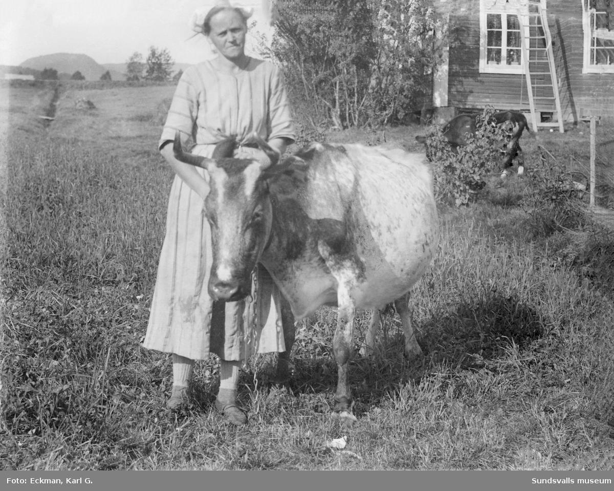 En kvinna med en kossa och bakom en buske skymtar en kalv. Till höger ett bostadshus och i bakgrunden syns Hallstaberget, Indal. Ur Karl Eckmans samling.