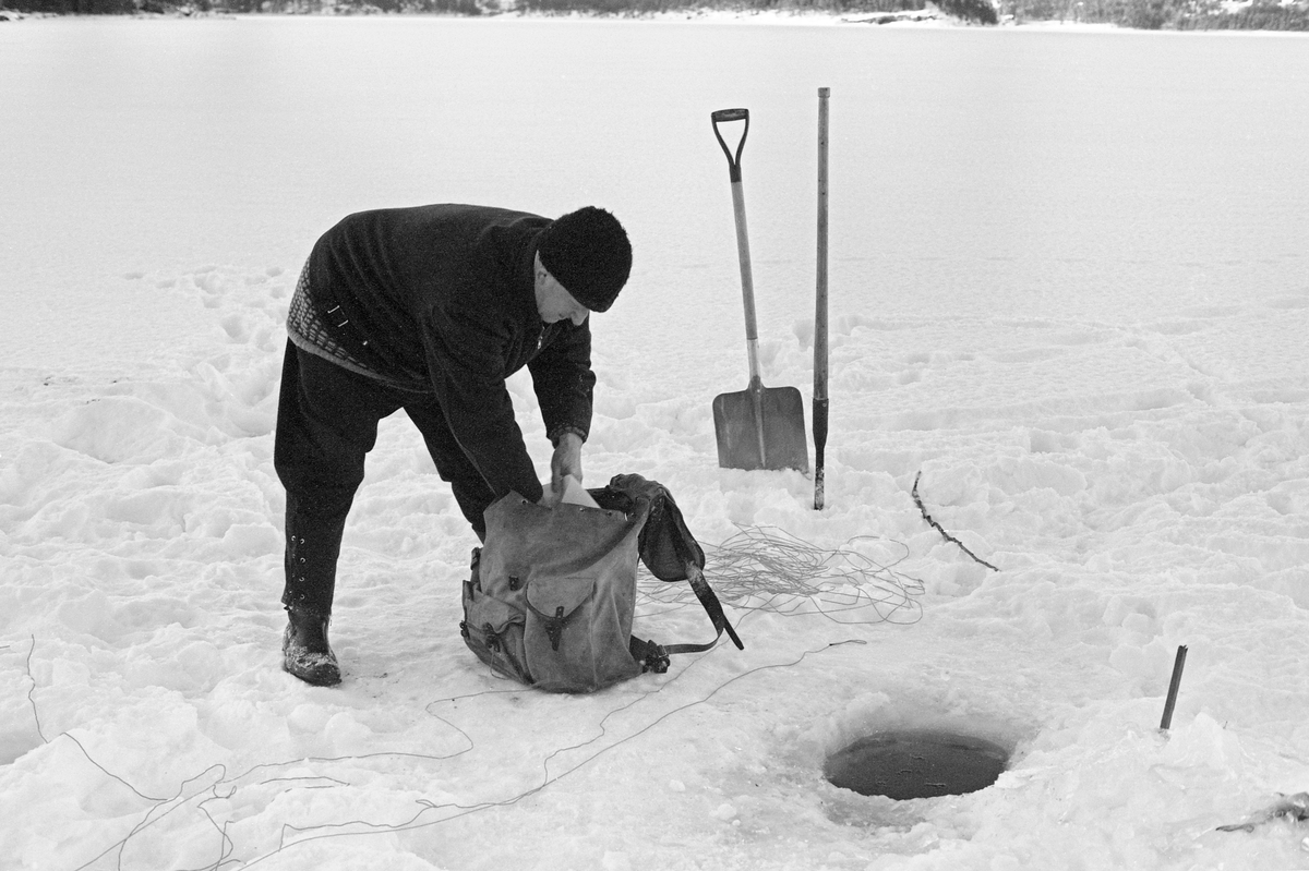 Yrkesfiskeren Paul Stensæter (1900-1982), fotografiert mens han sto bøyd over ei snødekt isflate der han hadde trukket opp et garn og plukket fisken som hadde gått i maskene i løpet av de to døgnene som hadde gått siden sist garnet ble trukket. Da dette fotografiet hadde var han i ferd med å pakke fangsten i en plastpose i en ryggsekk som han skulle bære fangsten i land i. Bak fiskeren ser vi en vi en isbil og en spade, redskaper som ble brukt når fiskeren skulle fjerne is og snø som kunne ha samlet seg i hullene i isen siden forrige gang garna ble trukket. Garnfisket i Steinsfjorden vinterstid var først og fremst et sikfiske.

I 1970-åra var etnologen Åsmund Eknæs fra Norsk Skogbruksmuseum flere ganger på besøk hos Paul Stensæter for å observere ham i aktivitet som fisker og intervjue ham om denne virksomheten. Eknæs oppsummerte det han fikk se og høre  om garnfisket under isen på Steinsfjorden slik:

«Sikfiske med garn. Dette fisket foregikk på to steder, i åpent vann ute i Tyrifjorden og under isen i Steinsfjorden. Tyrifjorden er ofte åpen langt utover vinteren og det hender at den ikke legger seg i det hele tatt. De dro da i båt over fra Steinsfjorden og satte garn på ganske store dyp, 20-40 favner. Når det ble fisket for fullt ble det brukt 20 garn. 10 sto ute mens de øvrige var hjemme til tørking.

Garnfisket under isen i Steinsfjorden begynner så fort isen legger seg om høsten, fordi tynn og gjennomsiktig is er en fordel når garna skal settes ut første gang. Å sette ut garn under isen kaller Paul for øvrig «å høgge ut garna». Dette krever en spesiell teknikk. Er isen gjennomsiktig, foregår det på følgende måte: To hull hogges med så lang avstand som lengda på garnet. Ei rett granstang på 7-8 m stikkes ned i det ene hullet med den tynneste enden først. I den tykkeste enden er det et hull hvor det blir festet ei snor. Stanga blir nå skjøvet i full fart mot det andre hullet. En viktig detalj ved denne stanga er at den skal være nyhogget. Da ligger den dypere i vannet og skubber mindre mot isen. Stanga går ikke helt fram til det andre hullet. Der den stopper blir det hogget et mindre hull og den skyves videre ved hjelp av en kjepp med ei kløft i enden. Når snora er brakt fram på denne måten, er det en enkel sak å trekke garnet under isen. 

Men er isen ugjennomsiktig, slik at det er umulig å se stanga, må Paul gjøre det på en annen måte. Da finner han ei lang stang med god krumming på. Så hogger han hull så tett at stanga kan stikkes ned i det ene og komme opp igjen gjennom det neste.

Garnet er nå på plass under isen og står på bunnen på 5-10 favners dyp. Fra hver ende av garnet går det ei tynn snor opp til hullet i isen. Snorene går ikke opp gjennom hullet, men er festet litt ved siden. Dette er gjort for å hindre at han hogger dem av når is som har dannet seg i hullet skal fjernes.

Dagens nylongarn tåler å stå ute hele vinteren. Tidligere, da lin og bomull var mest brukt, var det nødvendig å ta garna opp og tørke dem. Av de 20-40 garn som Paul brukte, var halvparten til tørk.

Ettersynet, som gjerne foregår annenhver dag, begynner med at han får tak i snorene fra garnet ved å stikke en pinne med krok på innunder isen. I den borteste enden løsner han garnsnora og fester isteden ei lang nylonsnor til garnet. Tidligere brukte han snor av tvunnet hestetagl. Snora er så lang at den også rekker bort til der han står oppå isen. Ved trekkinga tar han ut fisken etter hvert. Når hele garnet er trukket, blir han stående på samme sted, tar tak i snora og drar garnet ut igjen samtidig som han passer på at det går ordentlig.

I sterk kulde vil det våte garnet fryse til en klump og være umulig å sette igjen. For å hindre dette hogger han ei grop i isen bak hullet og fyller denne med vann. Etter hvert som han trekker garnet putter ha det ned i gropa og det holder seg opptint til det skal settes igjen.

Når det blir mildvær og fare for at isen skal gå opp og komme i drift, må det tas spesielle forholdsregler for å hindre at garna blir dratt med isflak og forsvinner. Paul binder i slike tilfelle inn en bit snelletråd i den snora som går fra isen og ned til garnet. Kommer isen i drift, vil snelletråden ryke, og garnet blir stående igjen på samme sted. Det er da en forholdsvis enkel sak å sokne etter det.

Garnfisket ga jevne tilførsler av sik gjennom det meste av vinteren. Vintersiken i Steinsfjorden er noe mindre enn høstsiken. Det går omkring 4 på kiloen, mot 3 om høsten. Fangstene varierer fra noen få til 25-30 pr. garn. Med 10 garn ute vil han kunne få opptil 200-300 sik eller 50-70 kilo. Men da blir garnene trukket bare annenhver dag.»