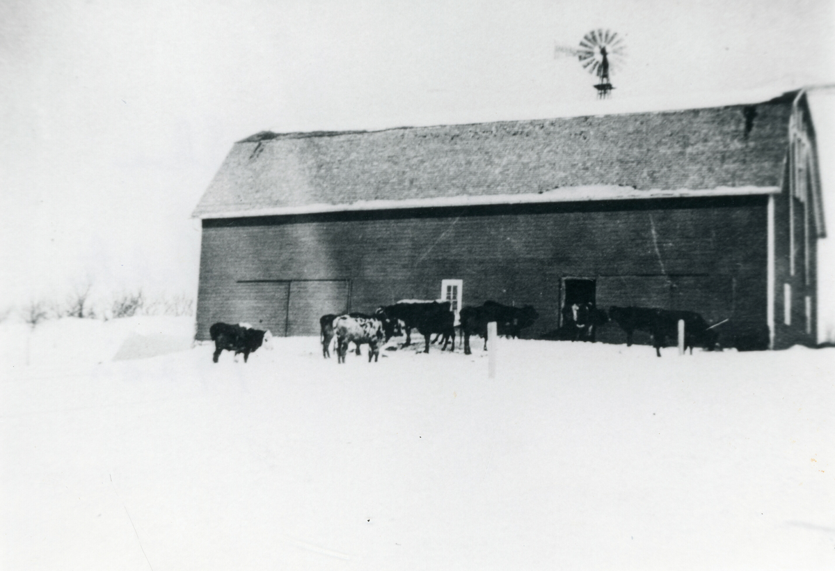 Neri Skoe farm in Søuth Dakota in the 1920s
