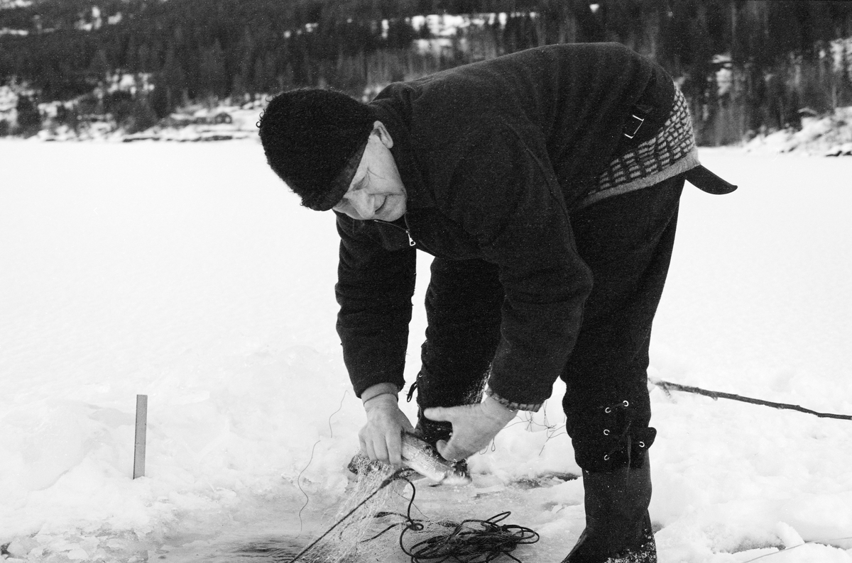 Yrkesfiskeren Paul Stensæter (1900-1982) fra Hole kommune i Buskerud, fotografert mens han sto bøyd over et hull han hadde hogd for å kunne drive garnfiske under isen på Steinsfjorden, en sidearm til Tyrifjorden på Ringerike. Da dette fotografiet ble tatt var Stensæter i ferd med å ta ut en sik som hadde gått i garnet. Garnfisket i Steinsfjorden vinterstid var først og fremst et sikfiske. Dette fotografiet ble tatt vinteren 1973.

I 1970-åra var etnologen Åsmund Eknæs fra Norsk Skogbruksmuseum flere ganger på besøk hos Paul Stensæter for å observere ham i aktivitet som fisker og intervjue ham om denne virksomheten. Eknæs oppsummerte det han fikk se og høre om garnfisket under isen på Steinsfjorden slik:

«Sikfiske med garn. Dette fisket foregikk på to steder, i åpent vann ute i Tyrifjorden og under isen i Steinsfjorden. Tyrifjorden er ofte åpen langt utover vinteren og det hender at den ikke legger seg i det hele tatt. De dro da i båt over fra Steinsfjorden og satte garn på ganske store dyp, 20-40 favner. Når det ble fisket for fullt ble det brukt 20 garn. 10 sto ute mens de øvrige var hjemme til tørking.

Garnfisket under isen i Steinsfjorden begynner så fort isen legger seg om høsten, fordi tynn og gjennomsiktig is er en fordel når garna skal settes ut første gang. Å sette ut garn under isen kaller Paul for øvrig «å høgge ut garna». Dette krever en spesiell teknikk. Er isen gjennomsiktig, foregår det på følgende måte: To hull hogges med så lang avstand som lengda på garnet. Ei rett granstang på 7-8 m stikkes ned i det ene hullet med den tynneste enden først. I den tykkeste enden er det et hull hvor det blir festet ei snor. Stanga blir nå skjøvet i full fart mot det andre hullet. En viktig detalj ved denne stanga er at den skal være nyhogget. Da ligger den dypere i vannet og skubber mindre mot isen. Stanga går ikke helt fram til det andre hullet. Der den stopper blir det hogget et mindre hull og den skyves videre ved hjelp av en kjepp med ei kløft i enden. Når snora er brakt fram på denne måten, er det en enkel sak å trekke garnet under isen. 

Men er isen ugjennomsiktig, slik at det er umulig å se stanga, må Paul gjøre det på en annen måte. Da finner han ei lang stang med god krumming på. Så hogger han hull så tett at stanga kan stikkes ned i det ene og komme opp igjen gjennom det neste.

Garnet er nå på plass under isen og står på bunnen på 5-10 favners dyp. Fra hver ende av garnet går det ei tynn snor opp til hullet i isen. Snorene går ikke opp gjennom hullet, men er festet litt ved siden. Dette er gjort for å hindre at han hogger dem av når is som har dannet seg i hullet skal fjernes.

Dagens nylongarn tåler å stå ute hele vinteren. Tidligere, da lin og bomull var mest brukt, var det nødvendig å ta garna opp og tørke dem. Av de 20-40 garn som Paul brukte, var halvparten til tørk.

Ettersynet, som gjerne foregår annenhver dag, begynner med at han får tak i snorene fra garnet ved å stikke en pinne med krok på innunder isen. I den borteste enden løsner han garnsnora og fester isteden ei lang nylonsnor til garnet. Tidligere brukte han snor av tvunnet hestetagl. Snora er så lang at den også rekker bort til der han står oppå isen. Ved trekkinga tar han ut fisken etter hvert. Når hele garnet er trukket, blir han stående på samme sted, tar tak i snora og drar garnet ut igjen samtidig som han passer på at det går ordentlig.

I sterk kulde vil det våte garnet fryse til en klump og være umulig å sette igjen. For å hindre dette hogger han ei grop i isen bak hullet og fyller denne med vann. Etter hvert som han trekker garnet putter ha det ned i gropa og det holder seg opptint til det skal settes igjen.

Når det blir mildvær og fare for at isen skal gå opp og komme i drift, må det tas spesielle forholdsregler for å hindre at garna blir dratt med isflak og forsvinner. Paul binder i slike tilfelle inn en bit snelletråd i den snora som går fra isen og ned til garnet. Kommer isen i drift, vil snelletråden ryke, og garnet blir stående igjen på samme sted. Det er da en forholdsvis enkel sak å sokne etter det.

Garnfisket ga jevne tilførsler av sik gjennom det meste av vinteren. Vintersiken i Steinsfjorden er noe mindre enn høstsiken. Det går omkring 4 på kiloen, mot 3 om høsten. Fangstene varierer fra noen få til 25-30 pr. garn. Med 10 garn ute vil han kunne få opptil 200-300 sik eller 50-70 kilo. Men da blir garnene trukket bare annenhver dag.»