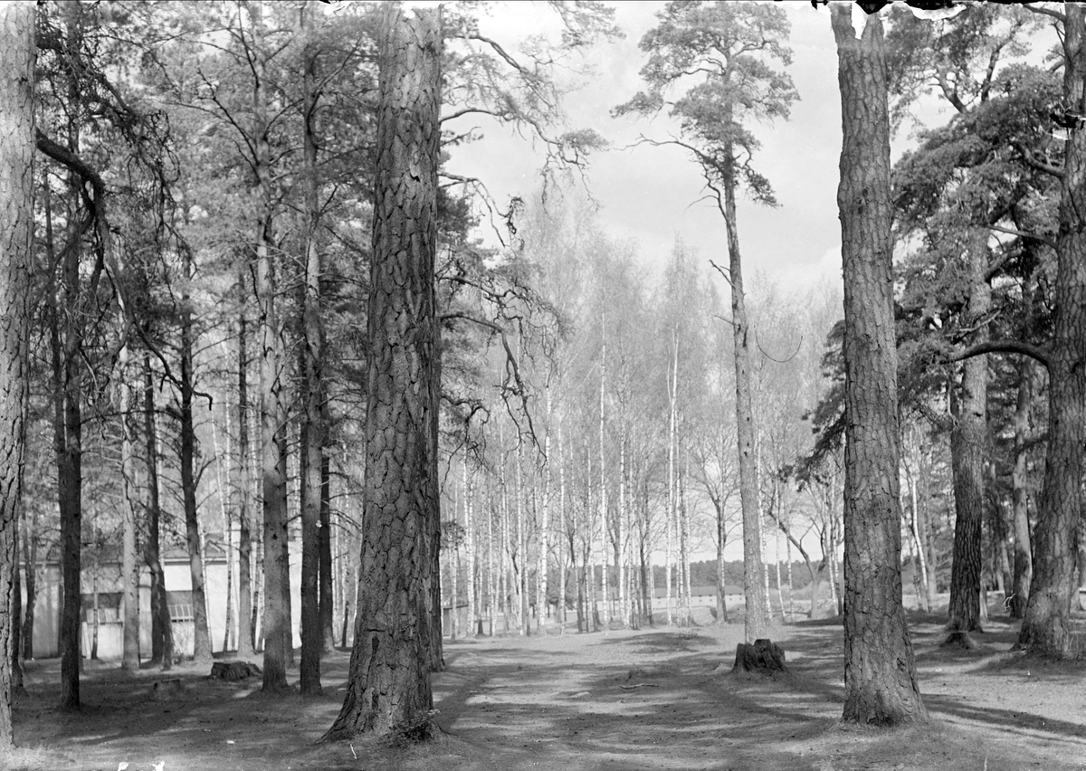 Skogsdunge, sannolikt Kåbo eller Kronåsen, Uppsala