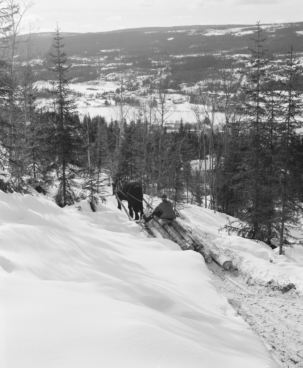 Tømmerkjøring med hest i Lundberget i Trysil, Hedmark. Kjører er Kåre Bratteggen.