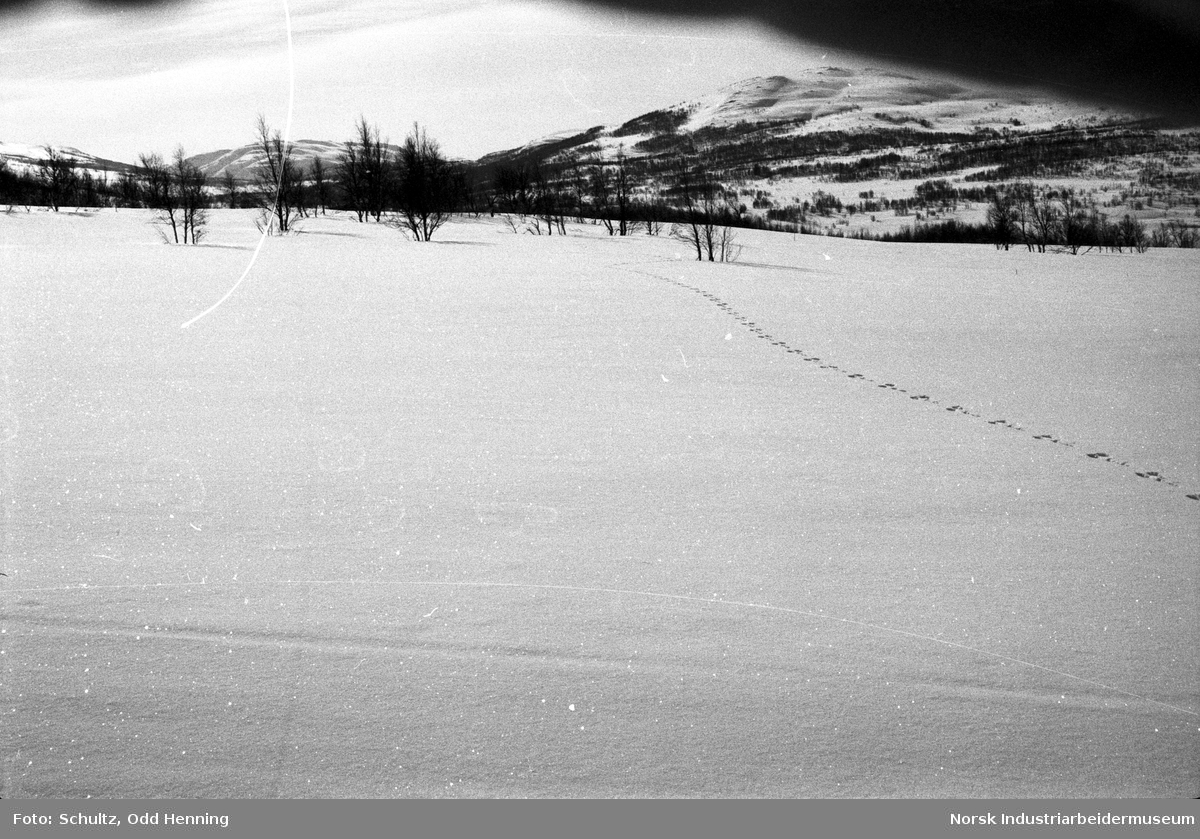 Spor etter hare i snøen på fjellet.