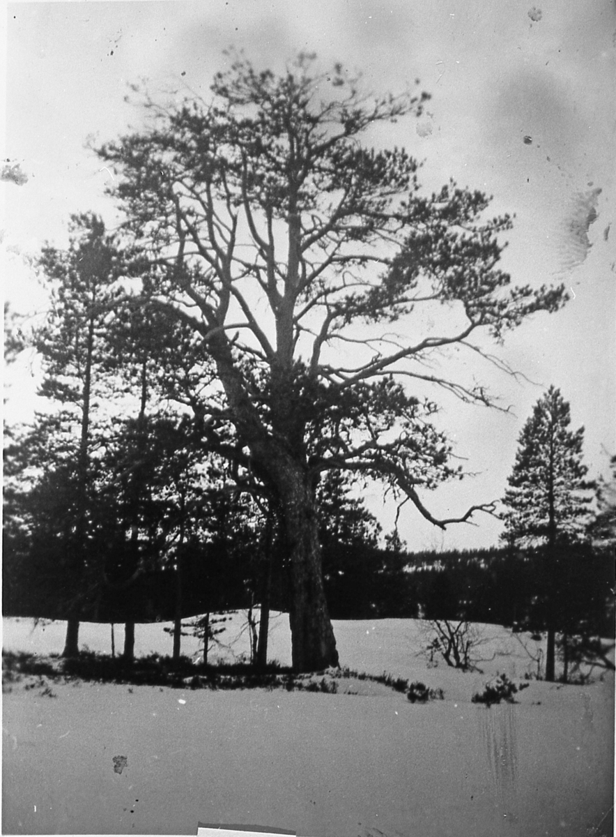 "Kittelsenfurua" på Hellerudhaugen i Sigdal, 1943.