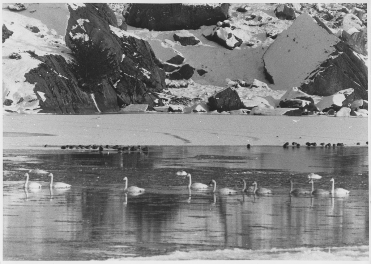 Svaner i Fotlandsvatnet, ca. 1972.