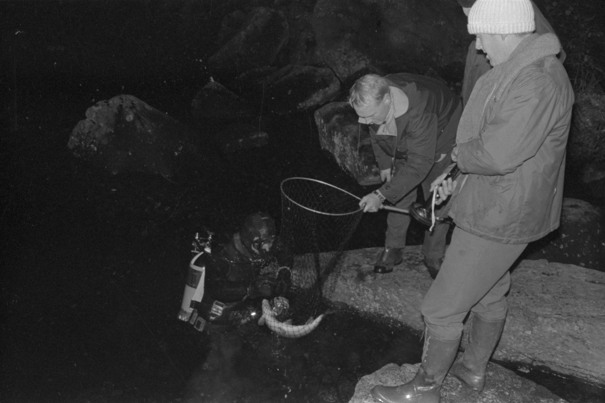 Dalane Jeger- og Fiskerforening. Fangst av settefisk ved laksetrappen i Fotlandsfossen, 1969.