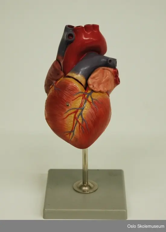 Undervisningsmodell av et hjerte (ca. dobbel naturlig størrelse). Modellen er festet på en metallstang som er skrudd fast i en rektangulær grå base i plast. De ulike delene av hjertet er merket med tall og bokstaver. Modellen har en avtakbar del som man kan ta av for å se hvordan hjertet ser ut på innsiden.