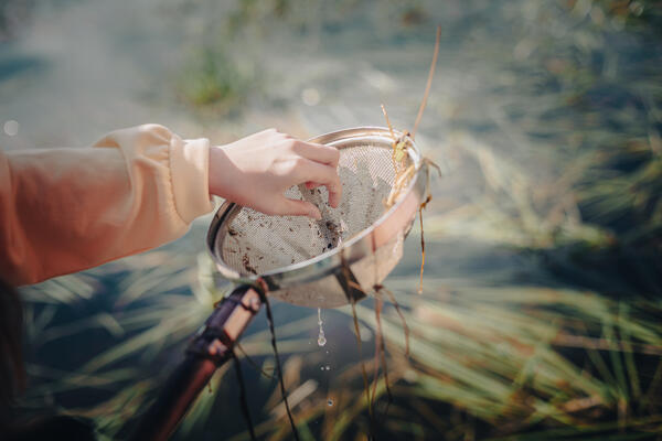 Foto av et barns hånd som tar ut insekter fra en stangsil ved vannet