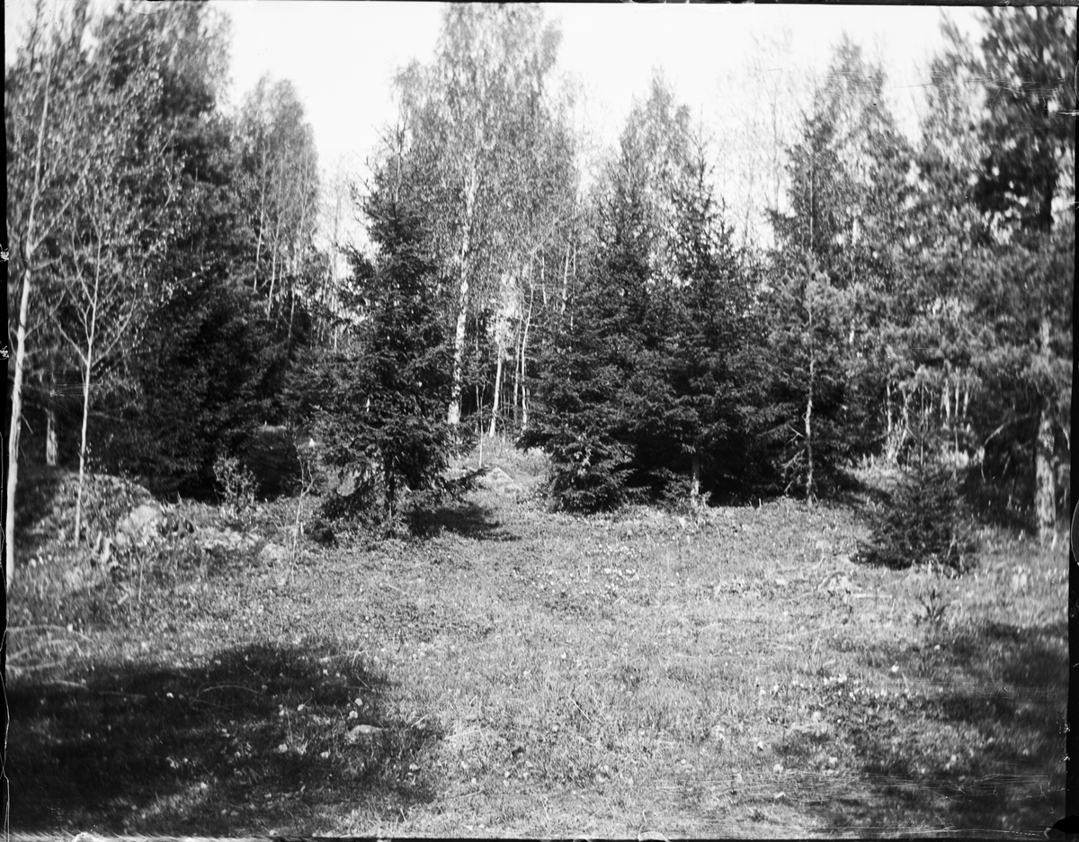 Skogsglänta, Uppland