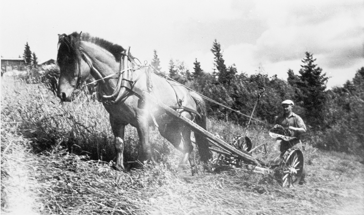 Maskinslått med hest på Sø Skare i Eggedal, ca. 1960.