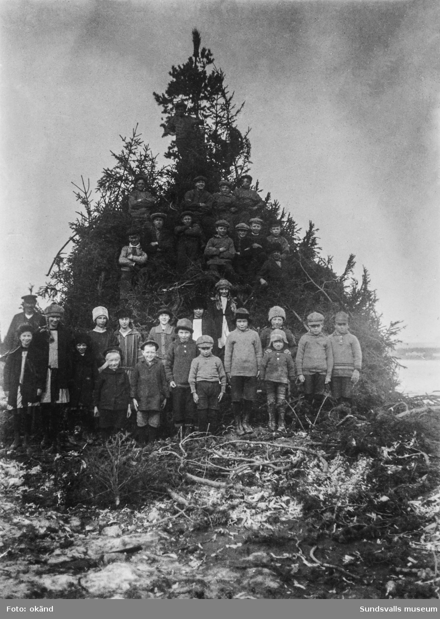 Gruppbild med övervägande barn som står framför, och uppe på, en jättestor hög av grenar och granris. På bildens baksida står: Svartvik 1924, Herr Seved Selahn, Svartvik, Sundsvall. Ur en samling från Svartvik.
