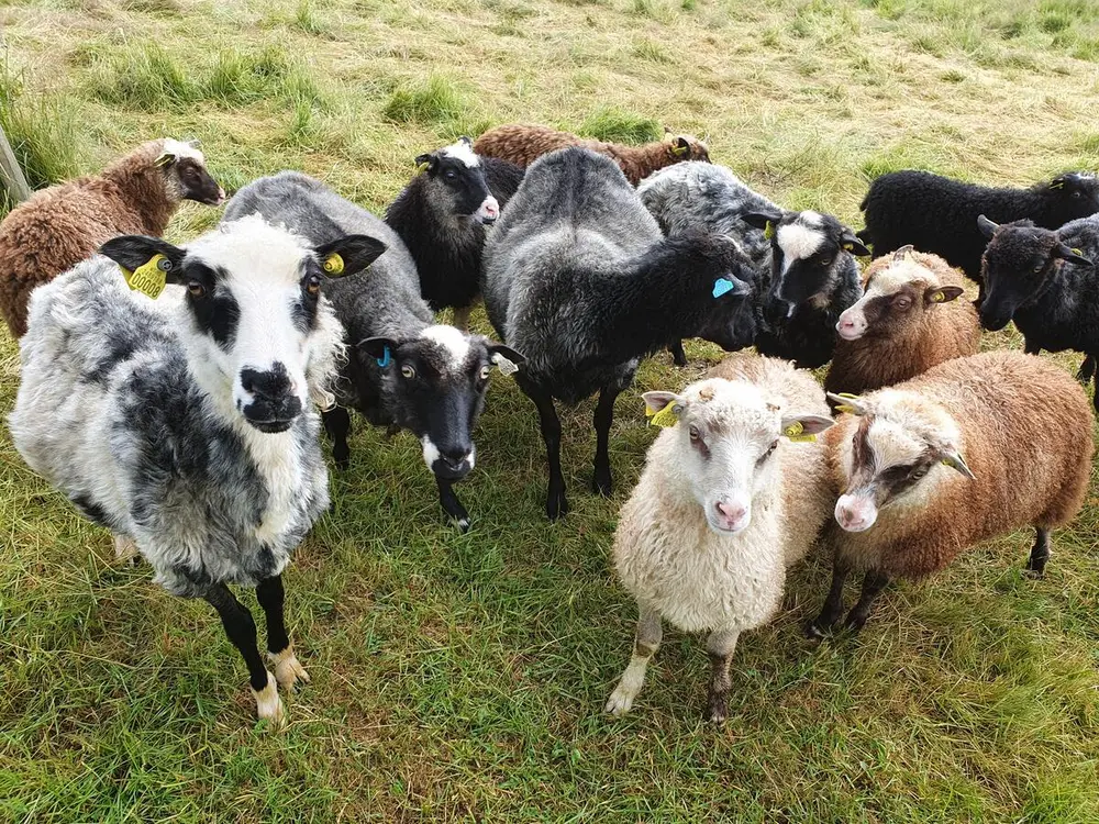 Sauer beiter på Almenninga. Brune, hvite, svarte og grå sauer.