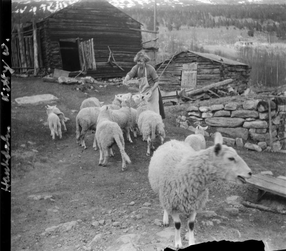 Kitty forer sauer med lam i tunet mellom husene i Haukdalen