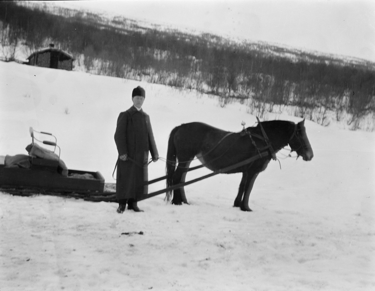 En av hestene fra Sørskotte, Lesjaskog med slede