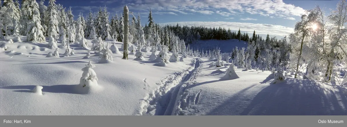 skog, snø, skiløype