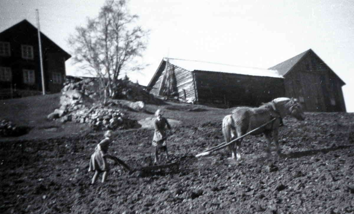 Olaug og Margit i Haga i arbeid bak hesten.