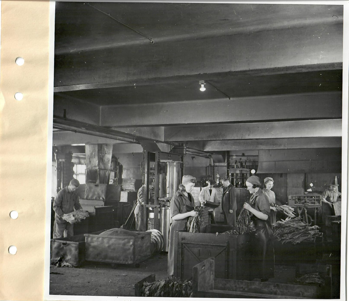 Bilder vid filminspelning i "gamla" Arvika fabriken 27/3-3/4-1941
Satsläggning, Presstobaksframställning