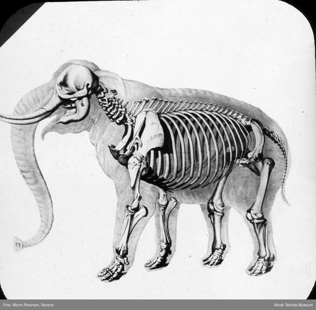 Figur anatomi, skjelett elefant