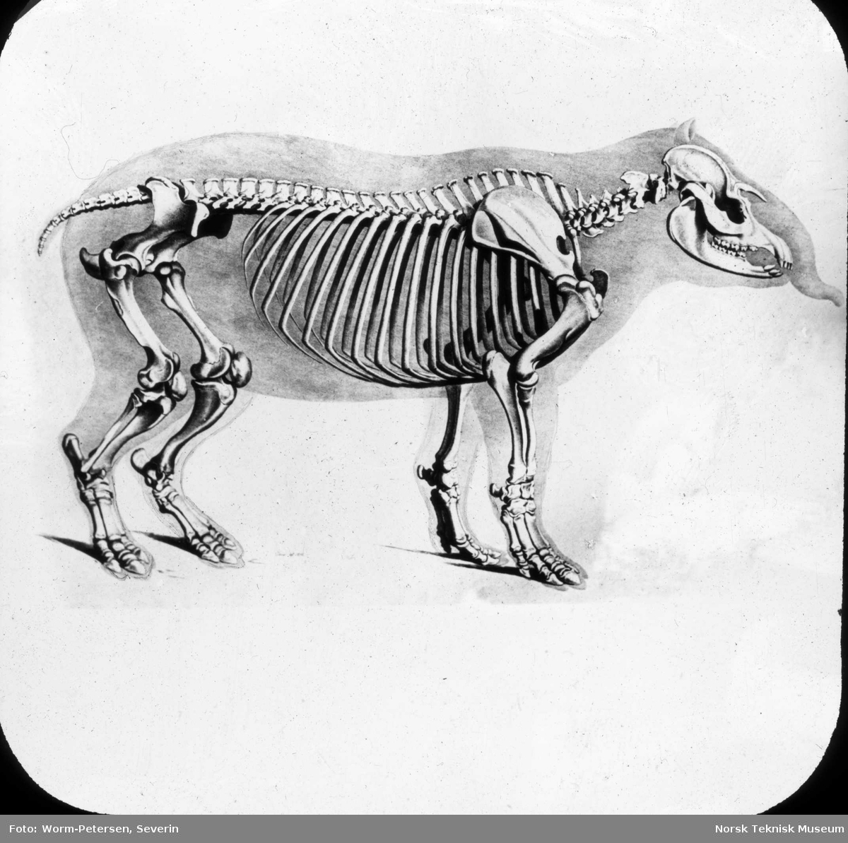 Figur anatomi, skjelett tapir