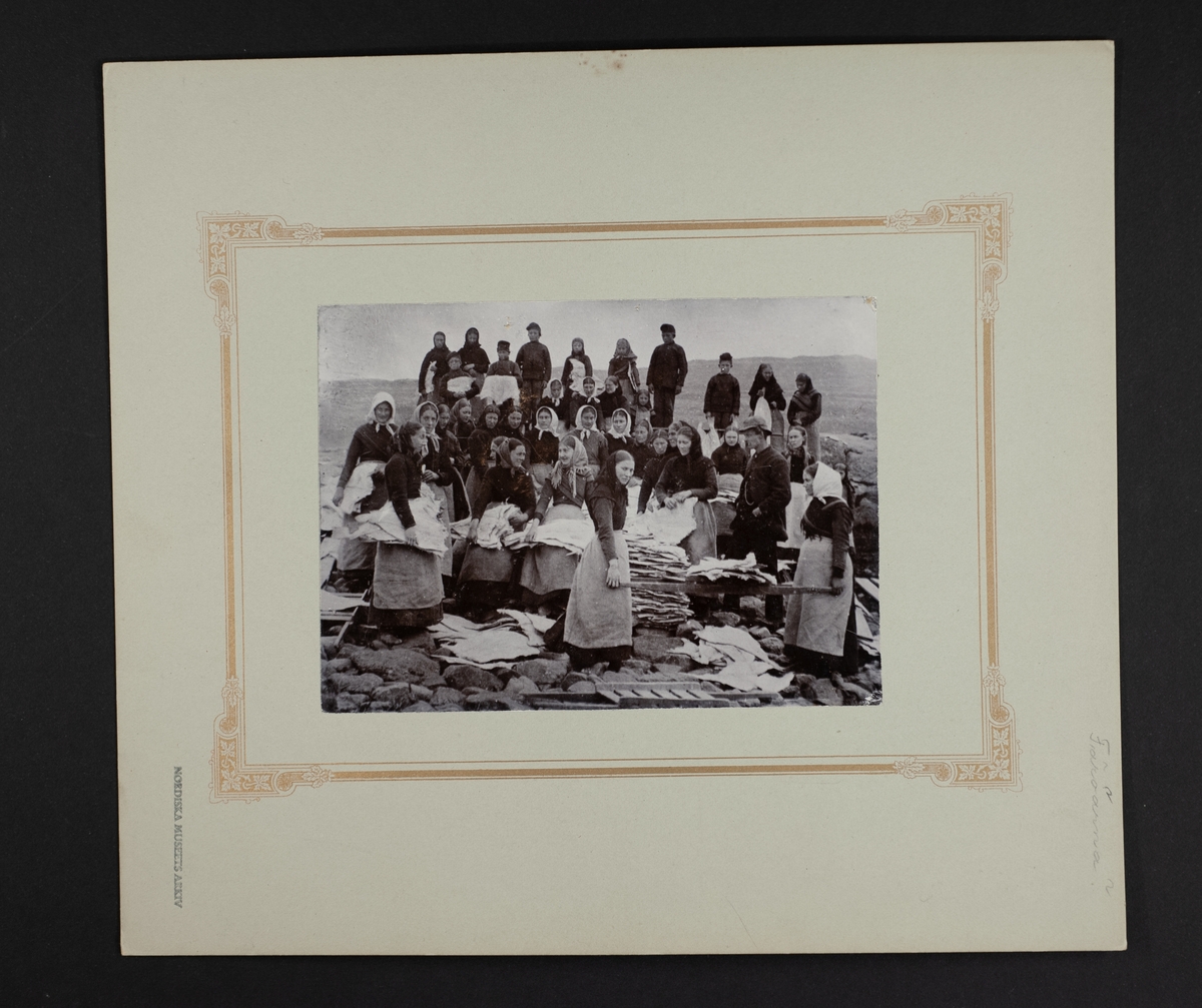 Gruppbild av kvinnor och barn som arbetar med torkad fisk på en strand.
Anteckning på baksidan: "Tilverkning af Klipfisk"