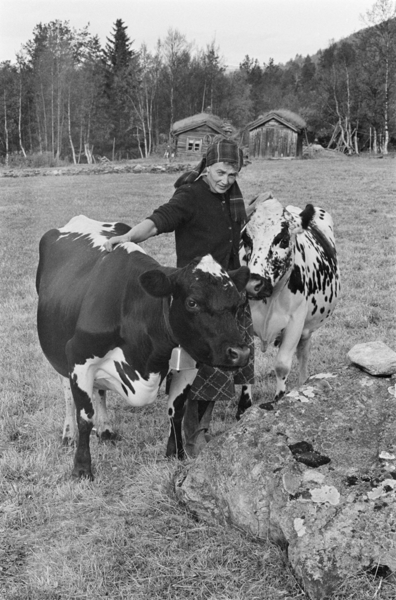En kvinne steller kyr på beite på Røros.