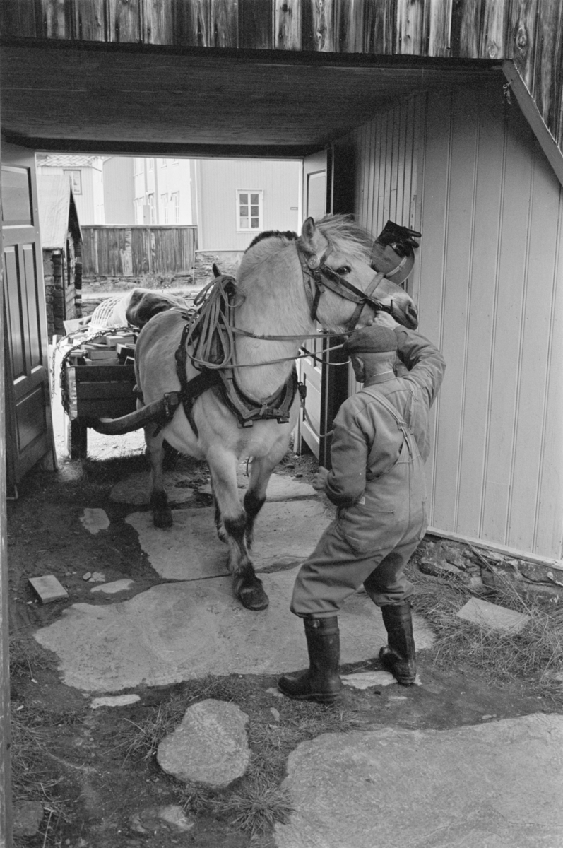 En mann leder en hest spent for en vogn inn i en bakgård på Røros.
