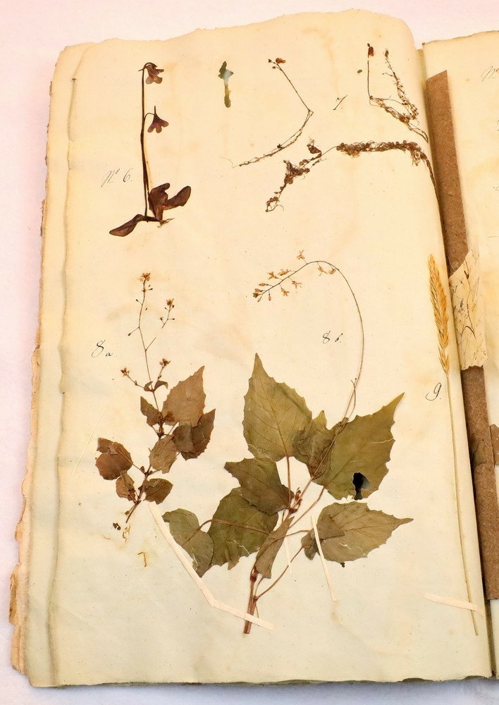 Plante nr. 6 frå Ivar Aasen sitt herbarium.  