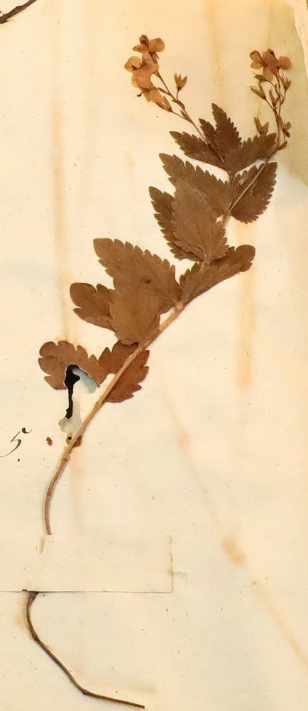 Plante nr. 5 frå Ivar Aasen sitt herbarium.  