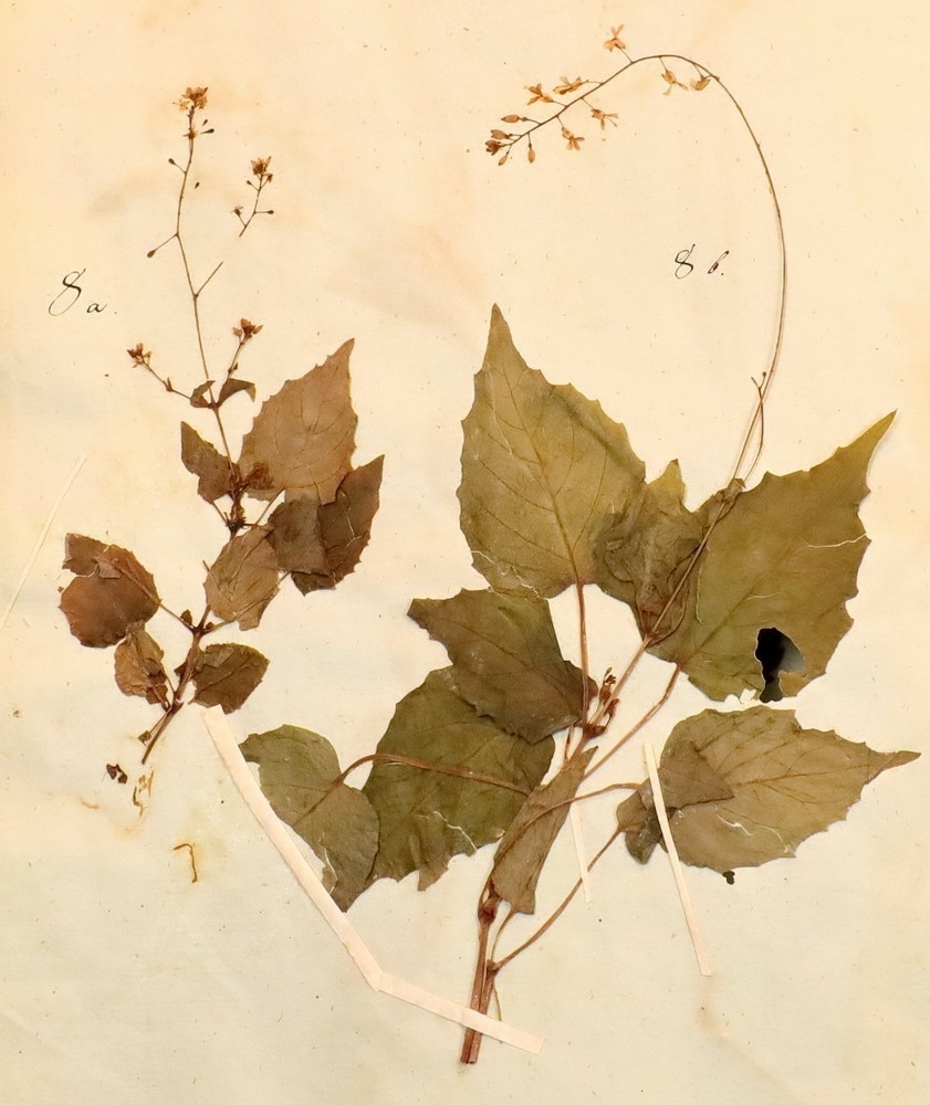 Plante nr. 8 frå Ivar Aasen sitt herbarium.  