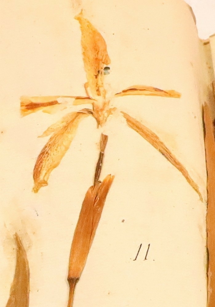 Plante nr. 11 frå Ivar Aasen sitt herbarium. 