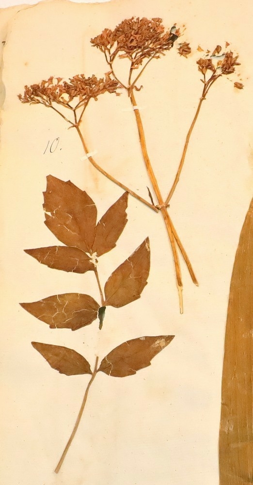 Plante nr. 10 frå Ivar Aasen sitt herbarium.  

Planten er av same art som nummer 4 i herbariet.