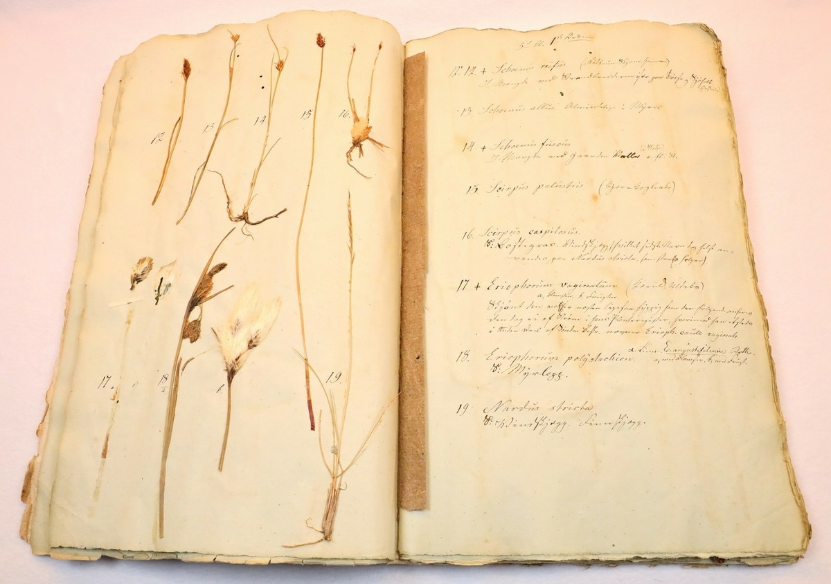 Plante nr. 16 frå Ivar Aasen sitt herbarium.  