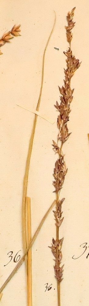 Plante nr. 36 frå Ivar Aasen sitt herbarium.  