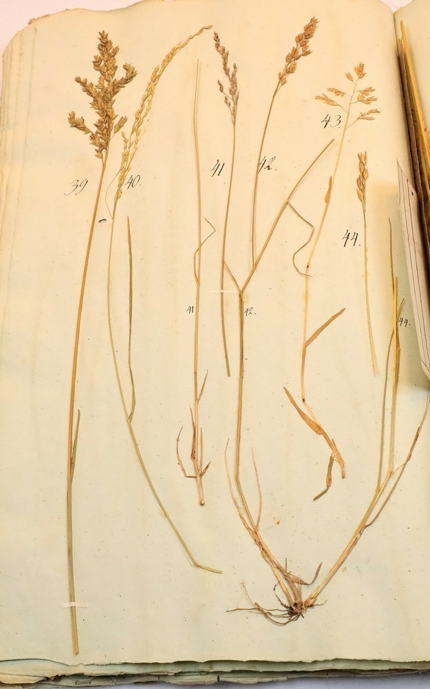 Plante nr. 42 frå Ivar Aasen sitt herbarium.  

Planten er av same art som nr. 41 i herbariet.