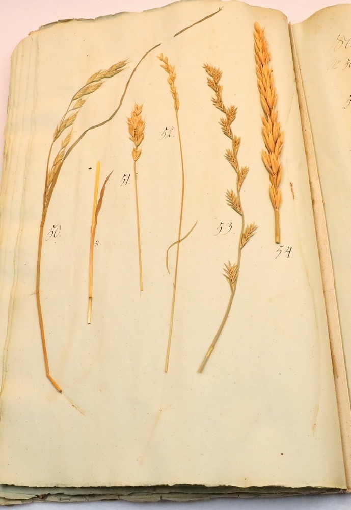 Plante nr. 51 frå Ivar Aasen sitt herbarium.  

Planten er av same art som nr. 50 i herbariet.