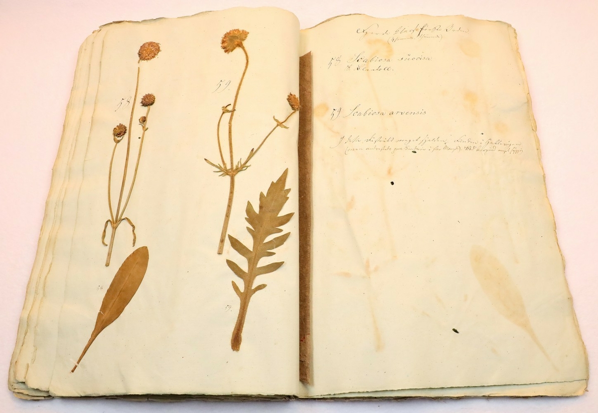Plante nr. 58 frå Ivar Aasen sitt herbarium.  
